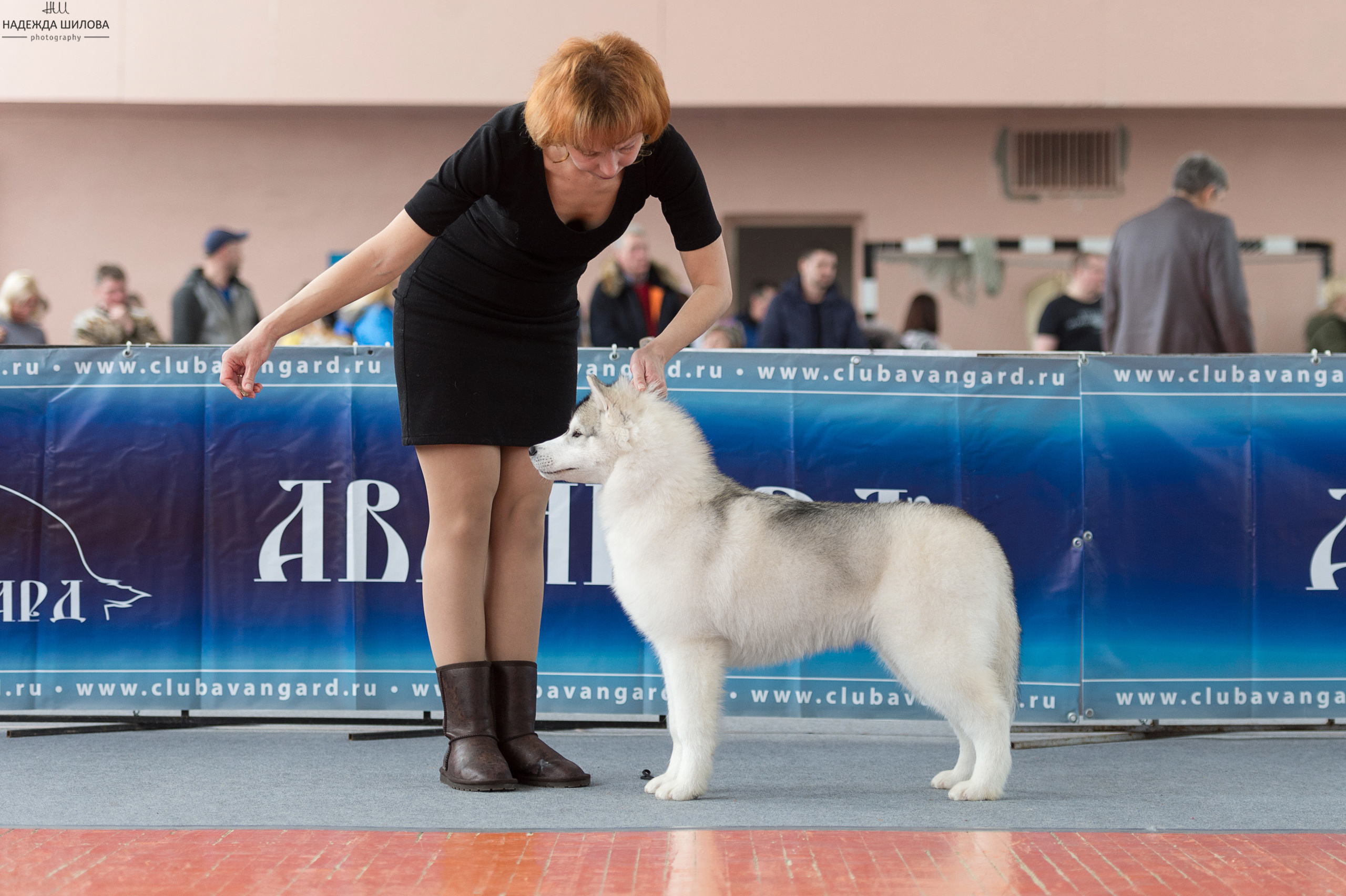 Племенная книга питомника Ice Fantasy. Купить щенка Вельш-корги-кардиган в семейном питомнике — Ice Fantasy