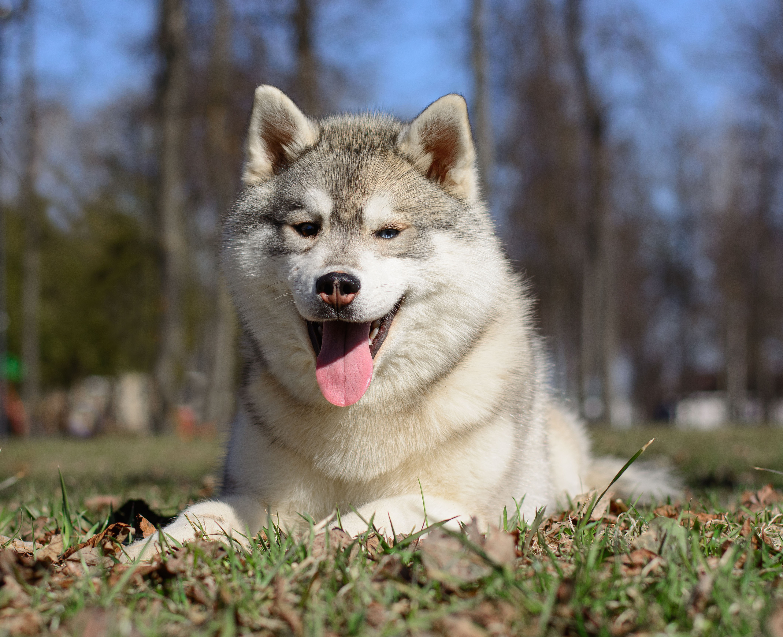 Племенная книга питомника Ice Fantasy. Купить щенка Вельш-корги-кардиган в семейном питомнике — Ice Fantasy
