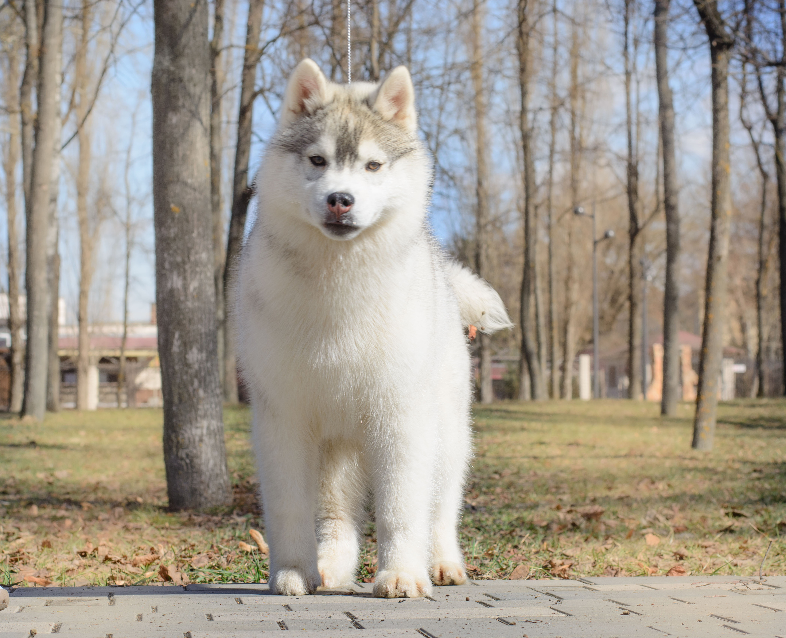 Племенная книга питомника Ice Fantasy. Купить щенка Вельш-корги-кардиган в семейном питомнике — Ice Fantasy