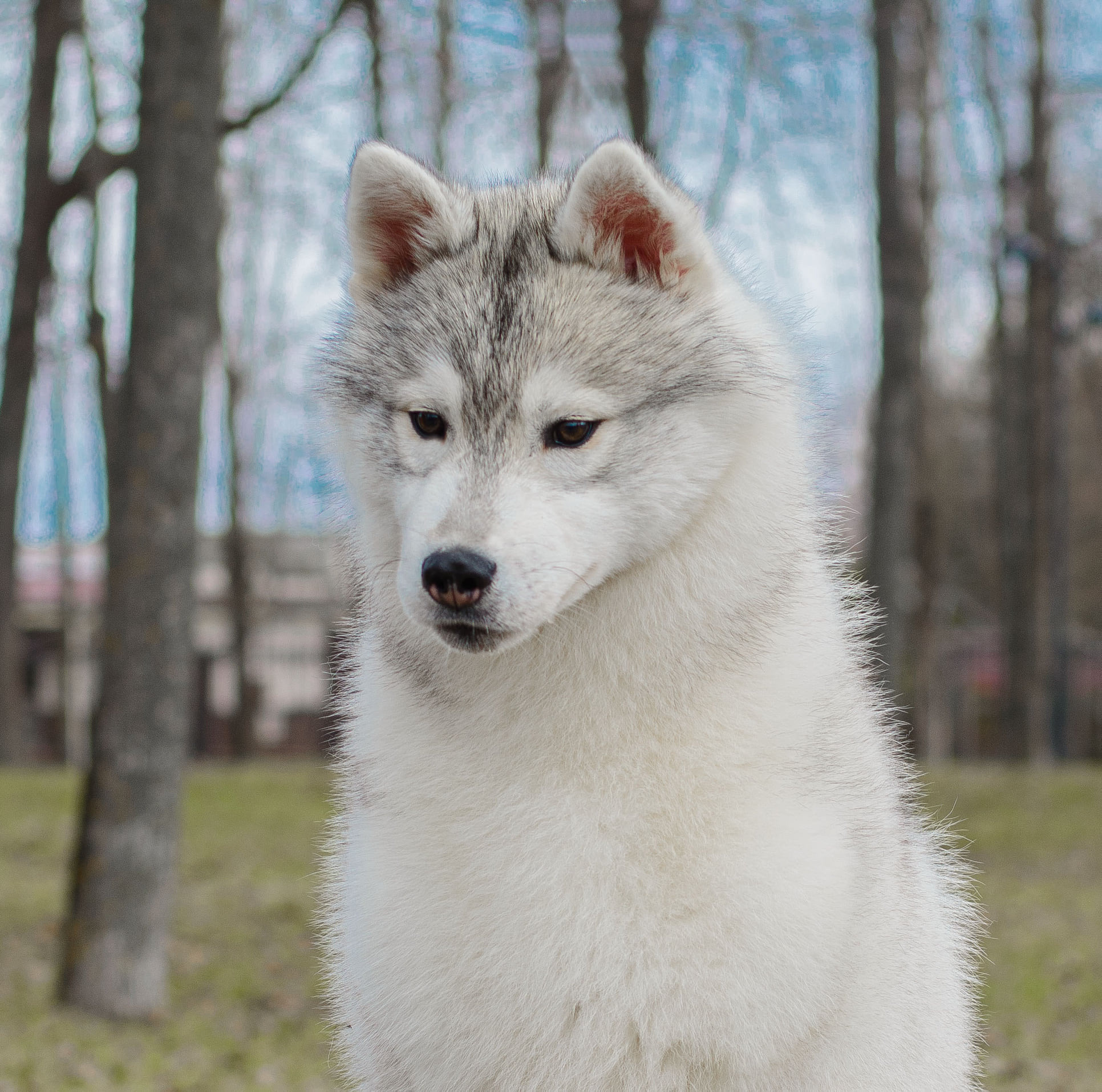 Племенная книга питомника Ice Fantasy. Купить щенка Вельш-корги-кардиган в семейном питомнике — Ice Fantasy