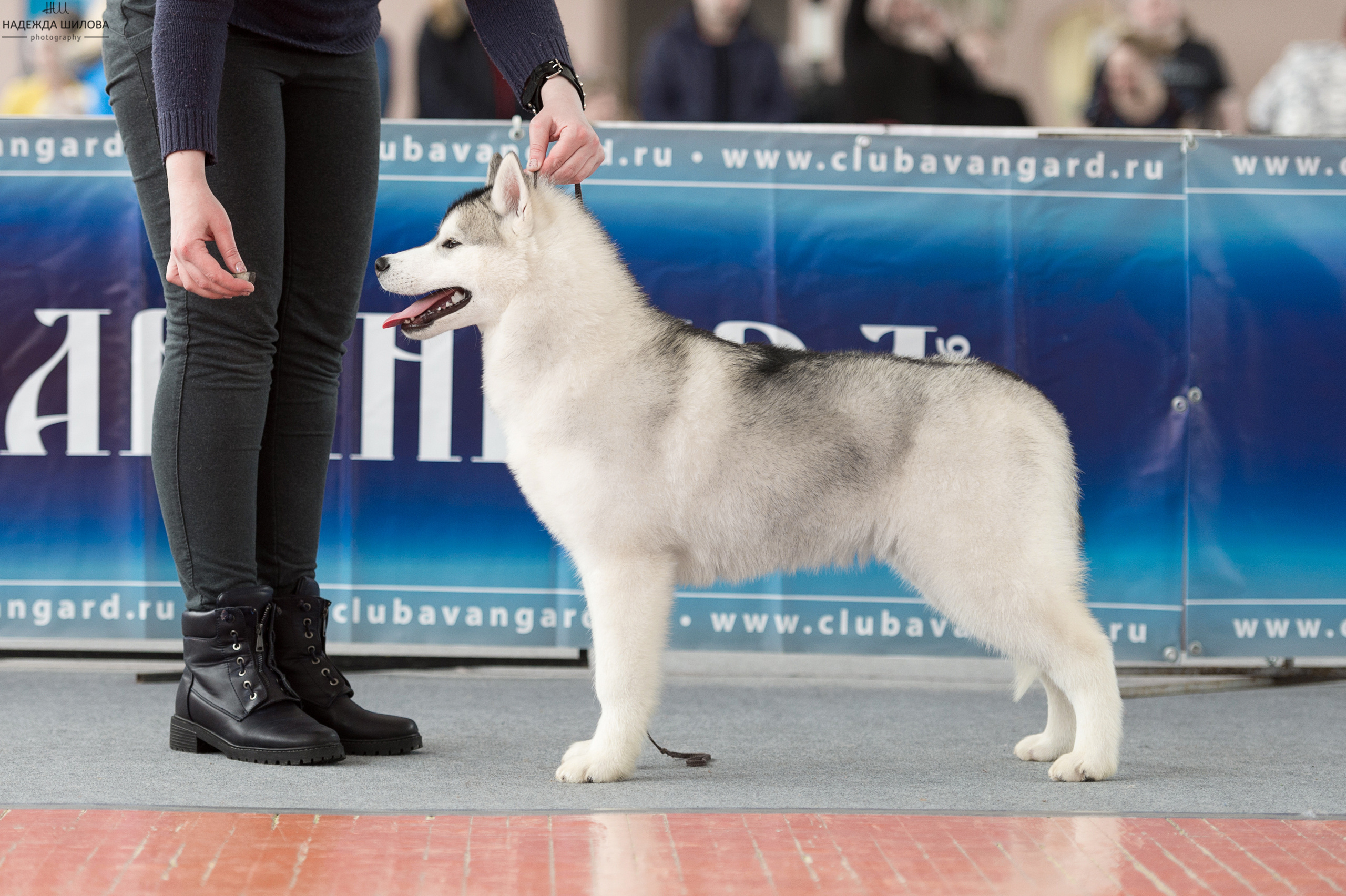 Племенная книга питомника Ice Fantasy. Купить щенка Вельш-корги-кардиган в семейном питомнике — Ice Fantasy