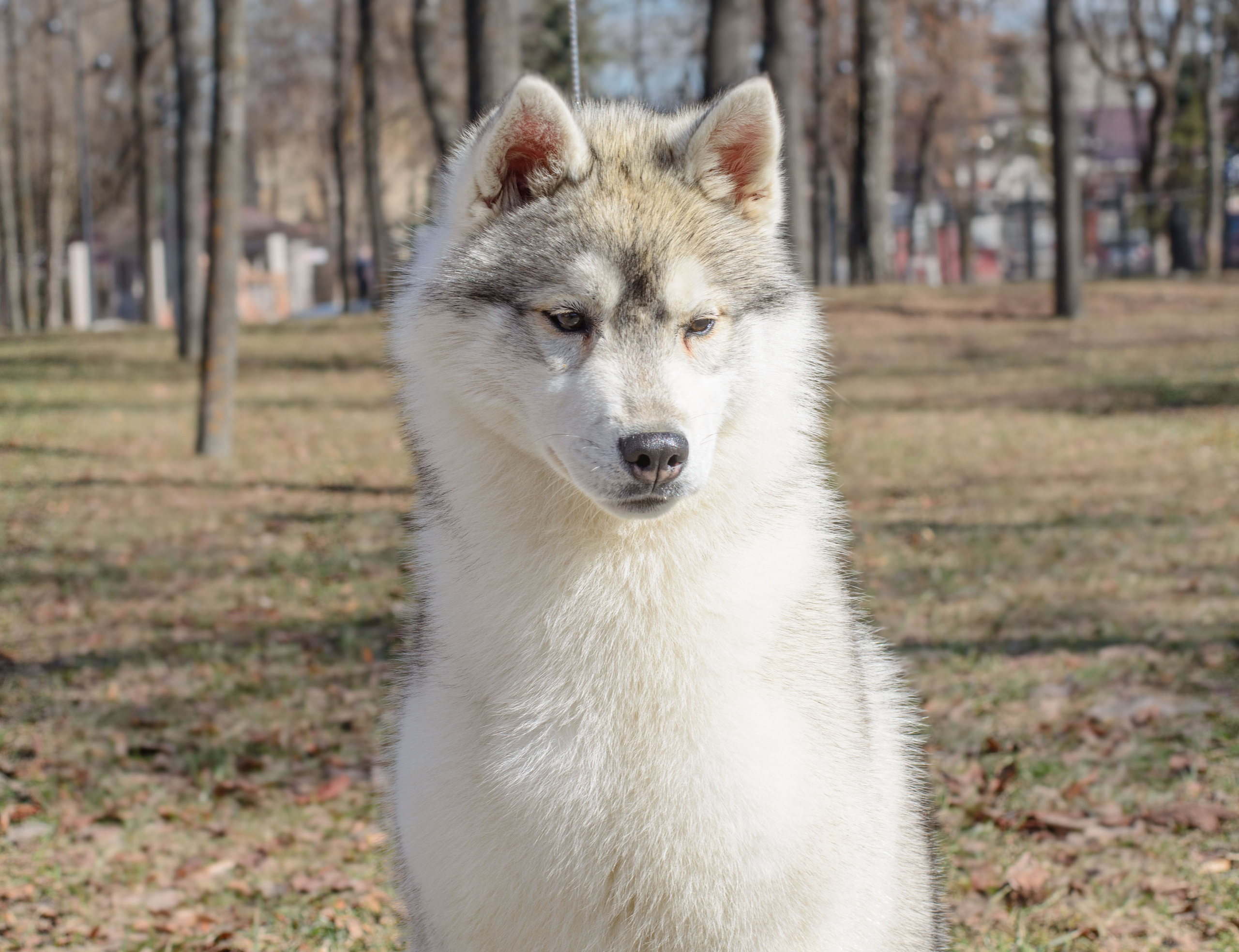 Племенная книга питомника Ice Fantasy. Купить щенка Вельш-корги-кардиган в семейном питомнике — Ice Fantasy