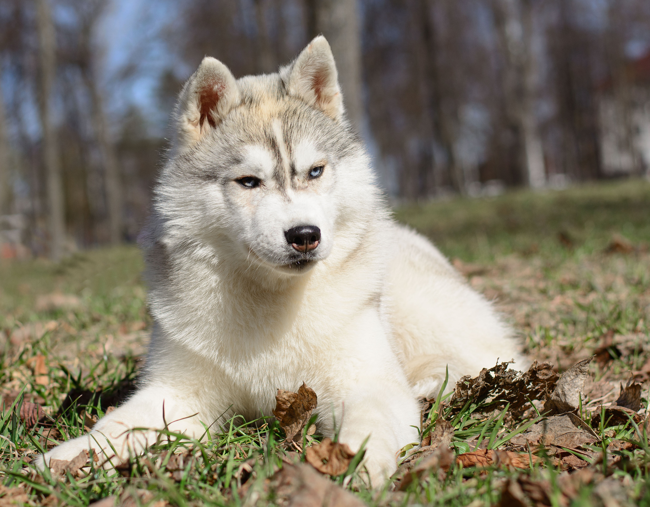 Племенная книга питомника Ice Fantasy. Купить щенка Вельш-корги-кардиган в семейном питомнике — Ice Fantasy