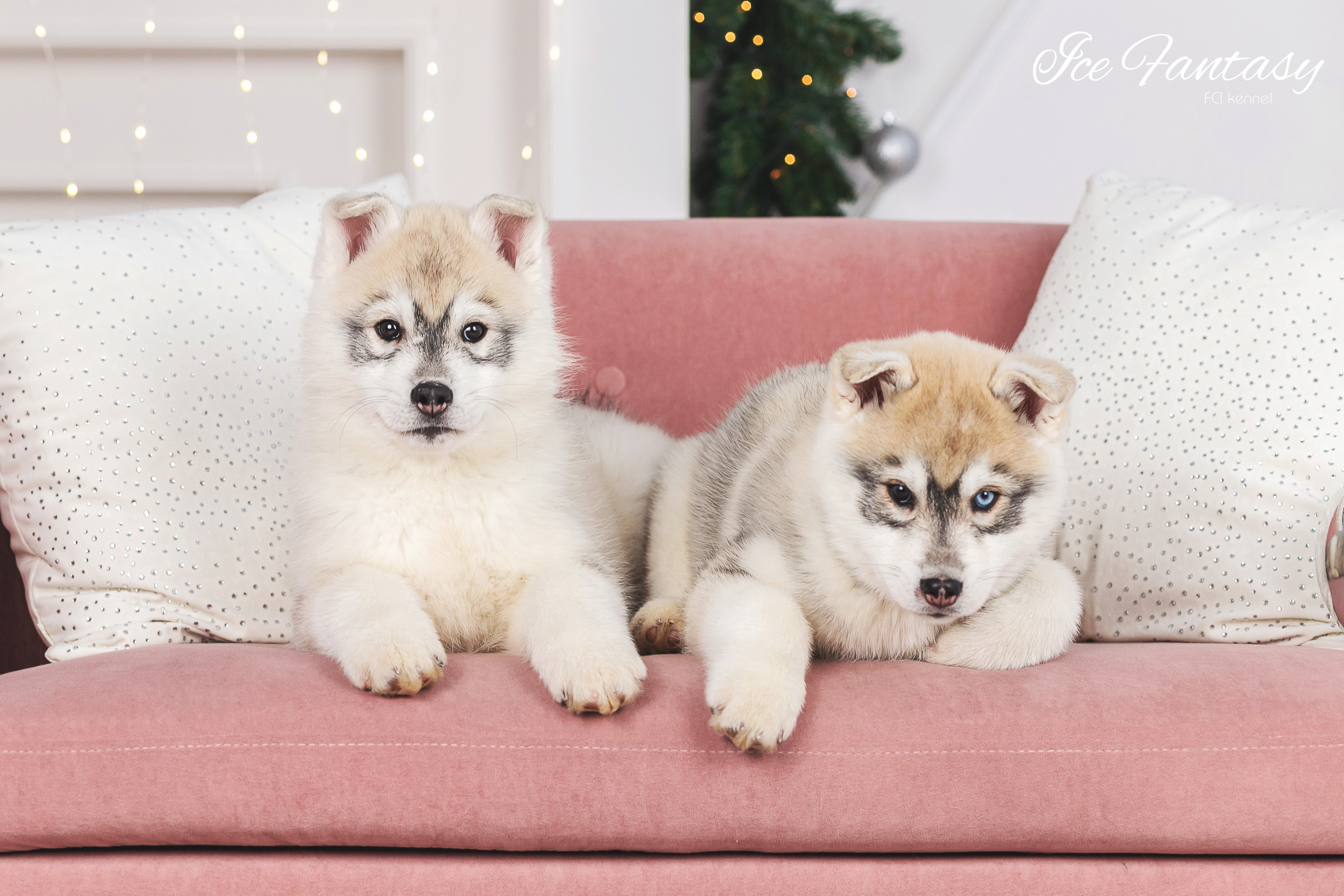 Галерея фотографий питомника Ice Fantasy. Купить щенка Вельш-корги-кардиган в семейном питомнике — Ice Fantasy