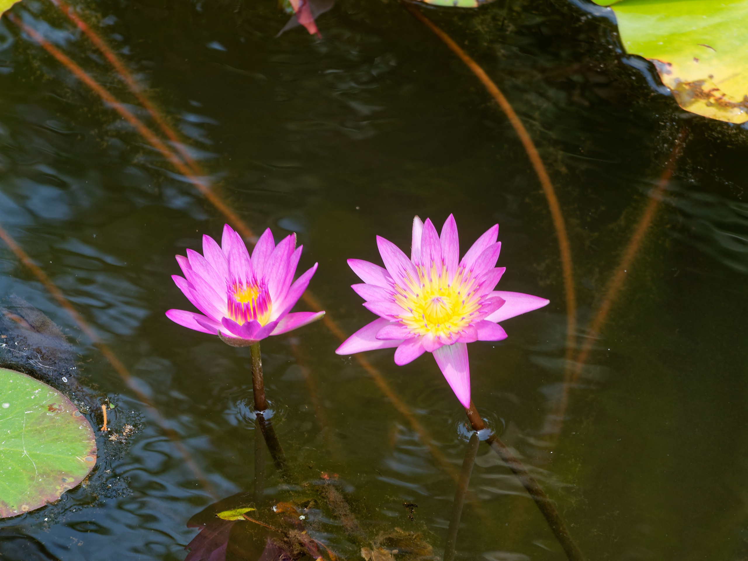 Хайнань 2026, отель «Stony Brook Villa Jianguo Resort Sanya 4*». Фотопрогулки по Миру