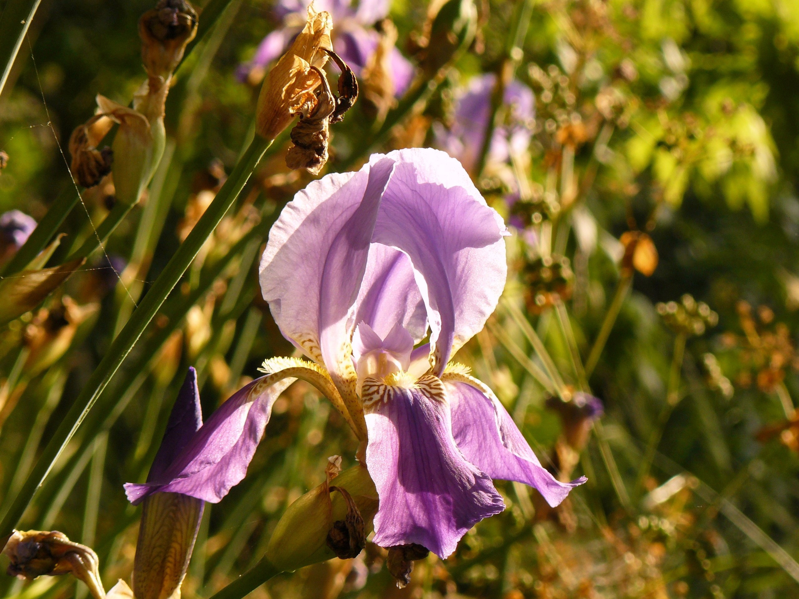 Алания 2014 старая крепость. Фотопрогулки по Миру