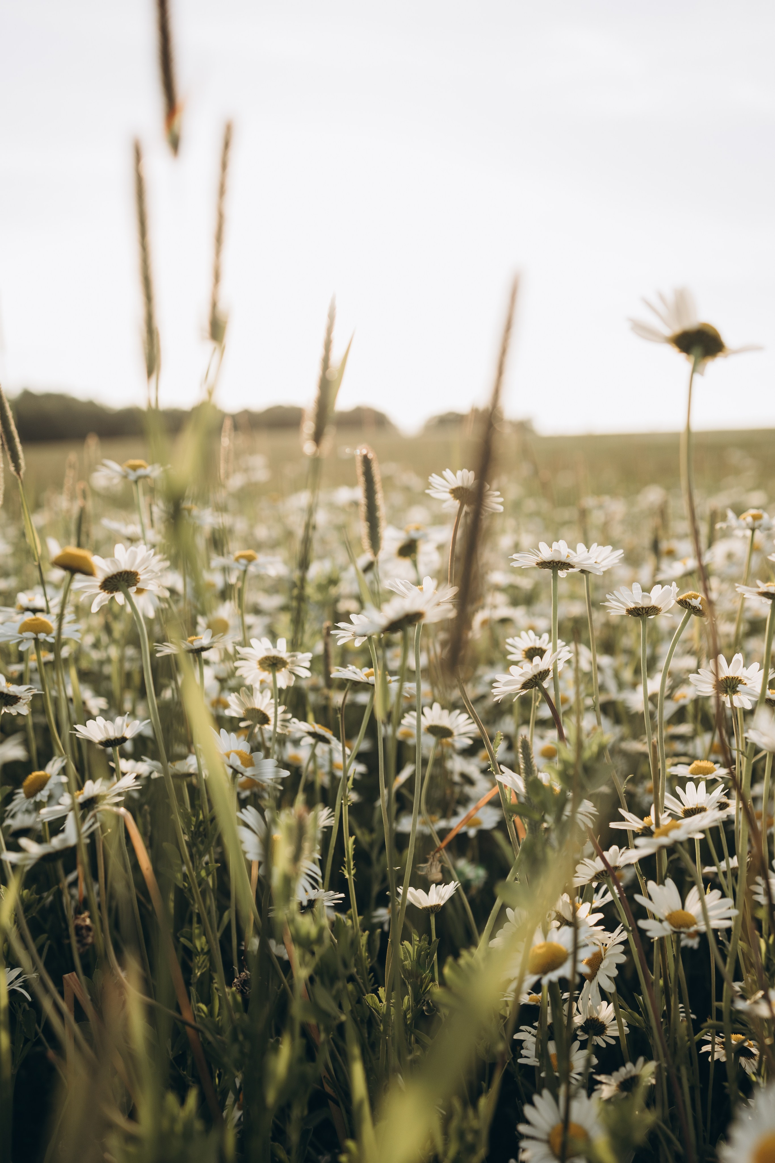Маша и ромашки. Семейный фотограф в Москве Виктория Ястребинская