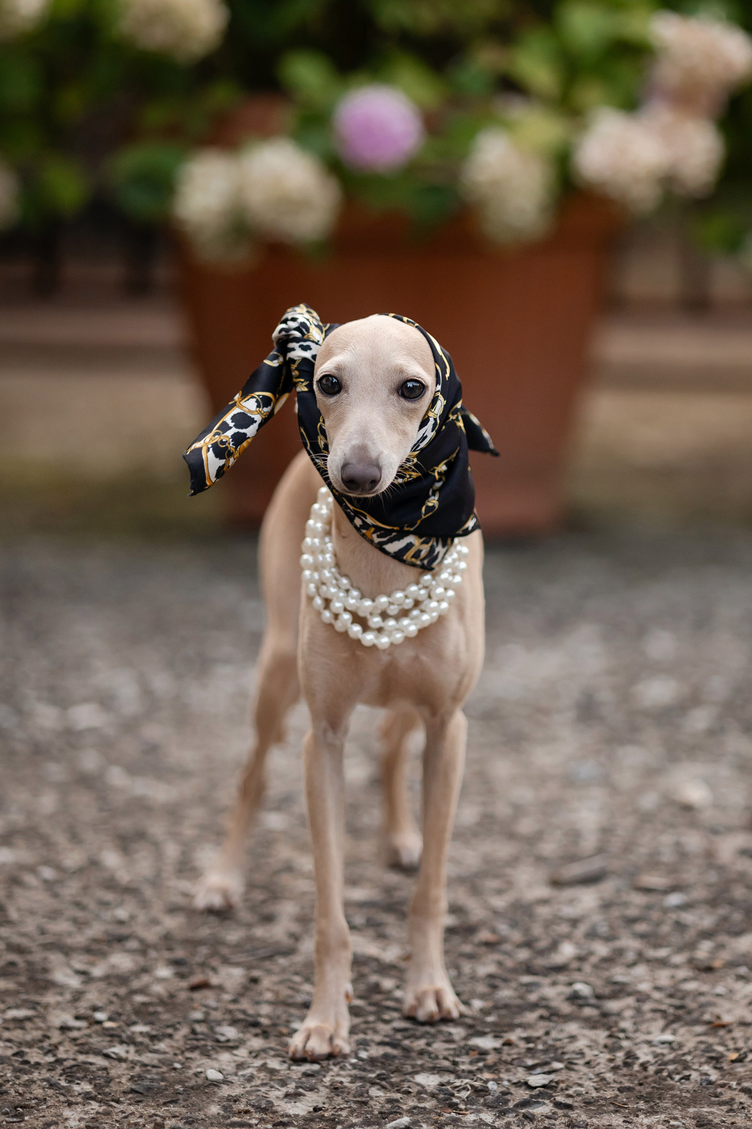 Asti Sapphire Adriana. Профессиональный питомник левреток РКФ/FCI ASTI SAPPHIRE 💎 Сочи|Санкт-Петербург