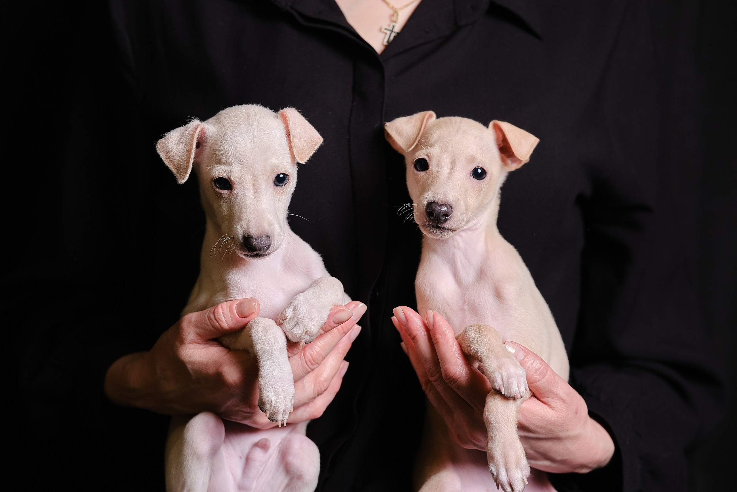 Кремовые детки. Профессиональный питомник левреток РКФ/FCI ASTI SAPPHIRE 💎 Сочи|Санкт-Петербург