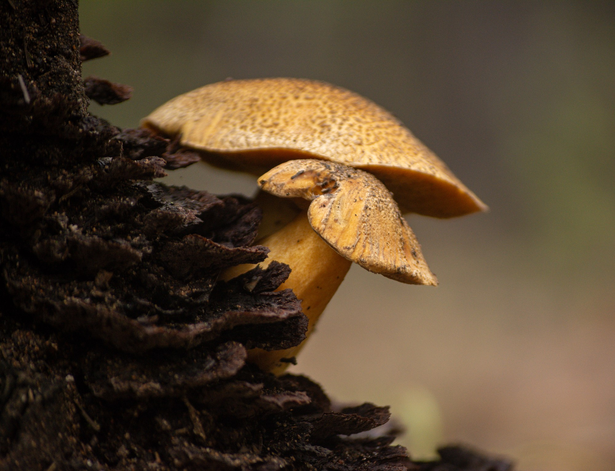 Разное. Репортажный фотограф г. Чита