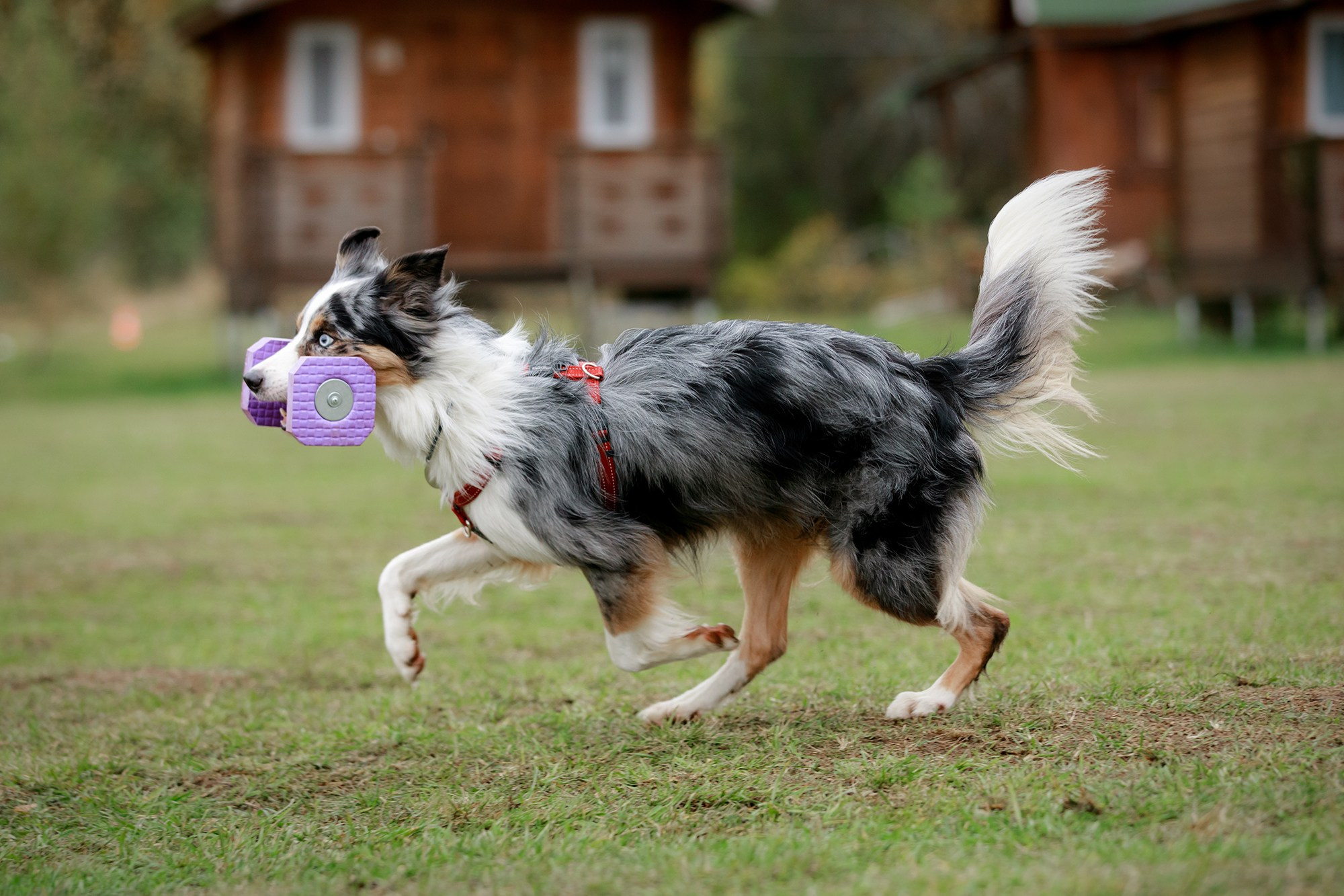 Лагерь по ОБД с Инной Баженовой. Фотограф-анималист Mary Mart — Москва, Питер