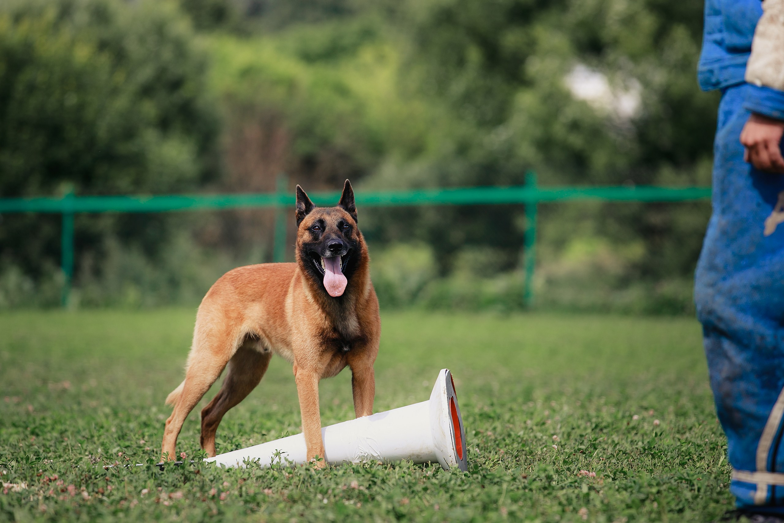 Мондьоринг М1, М2, М3, Вологда. Фотограф-анималист Mary Mart — Москва, Питер