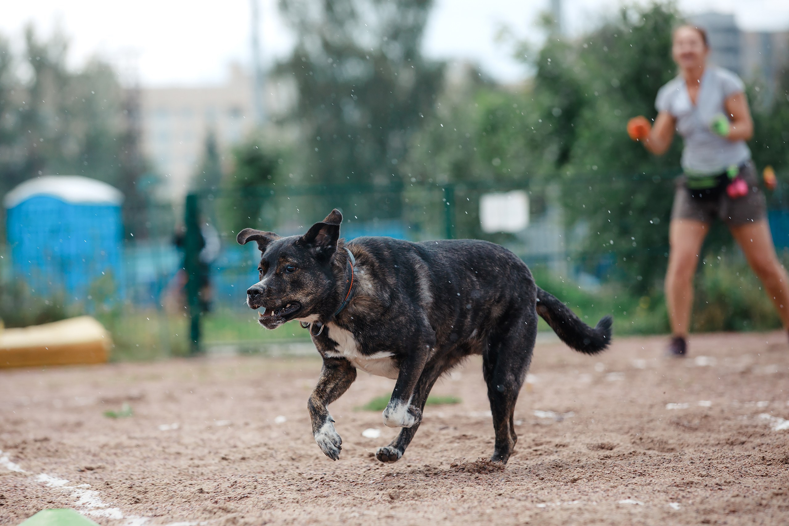 Питч&Гоу + веселые старты. Фотограф-анималист Mary Mart — Москва, Питер
