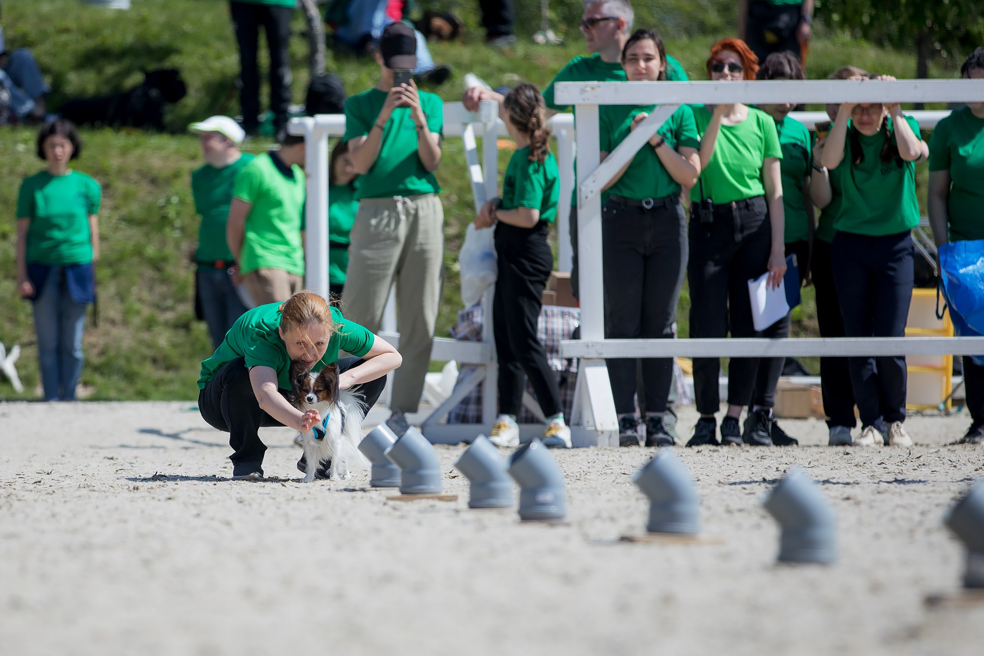 Показательные выступления по NoseWork на выставке «Россия». Фотограф-анималист Mary Mart — Москва, Питер