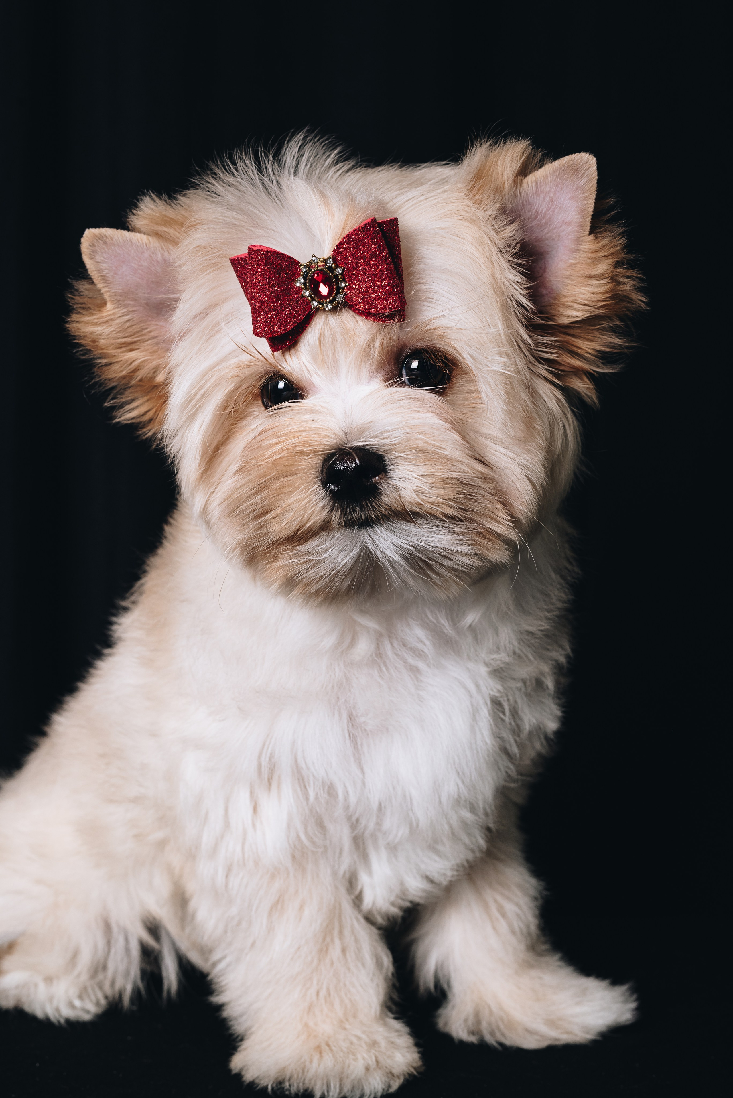 Russian Salon Dog. Natalia Finch Photography — Family, Kids & Pet Photographer in Chicago, IL