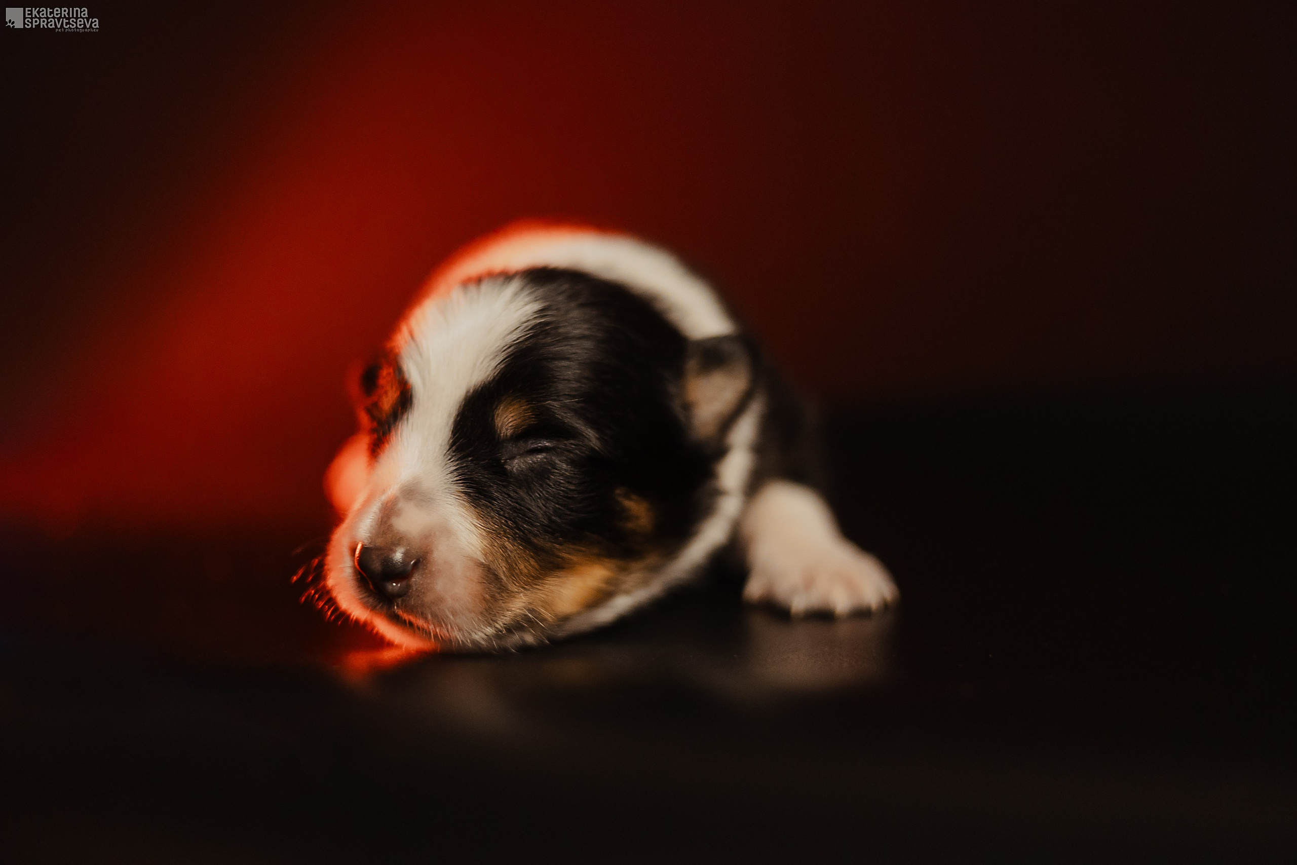 Щенки бордер колли от Ап х Ра. Фотограф Анималист Екатерина Справцева в Нижнем Новгороде