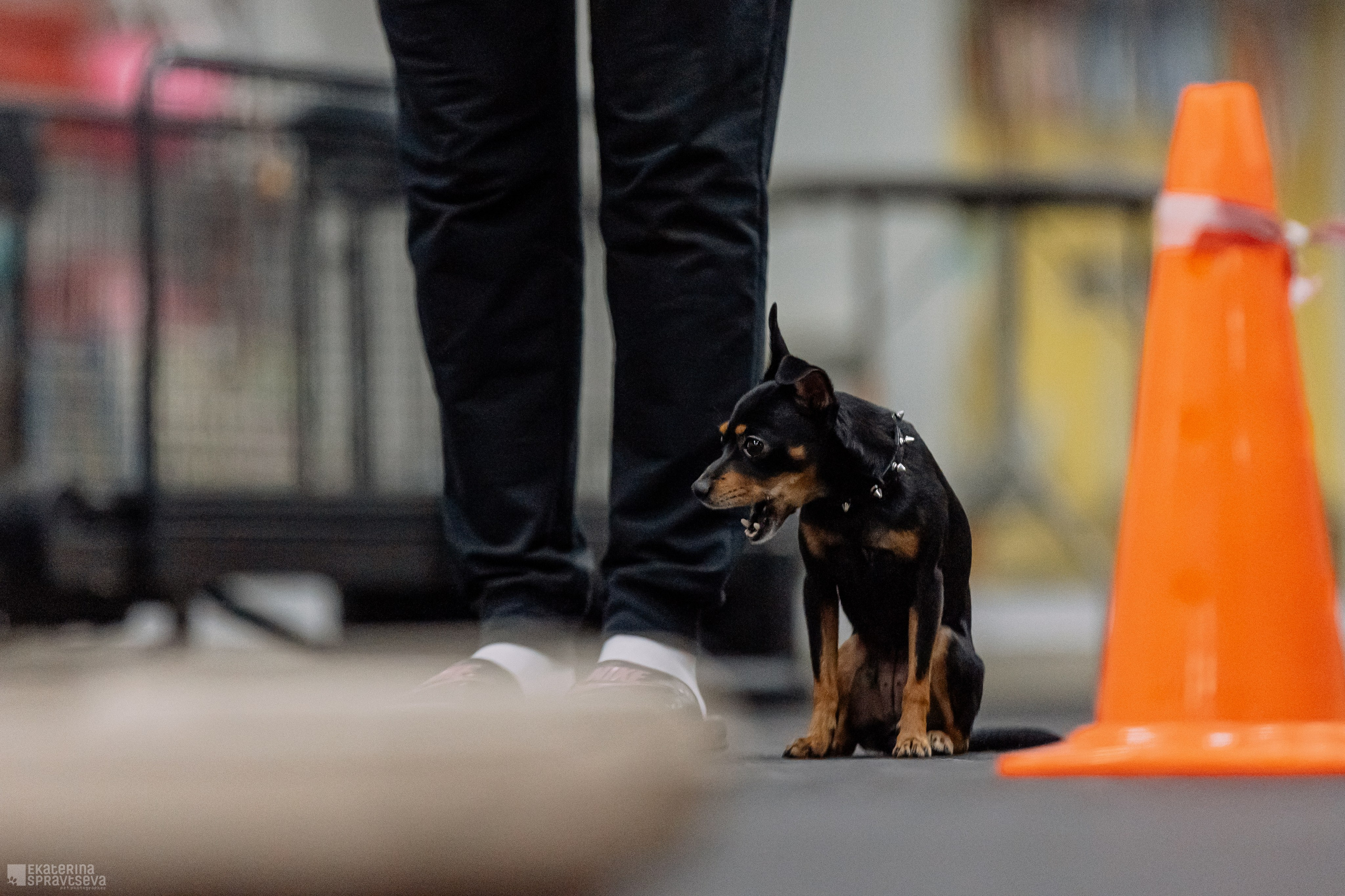 Праздник NoseWork. Фотограф Анималист Екатерина Справцева в Нижнем Новгороде