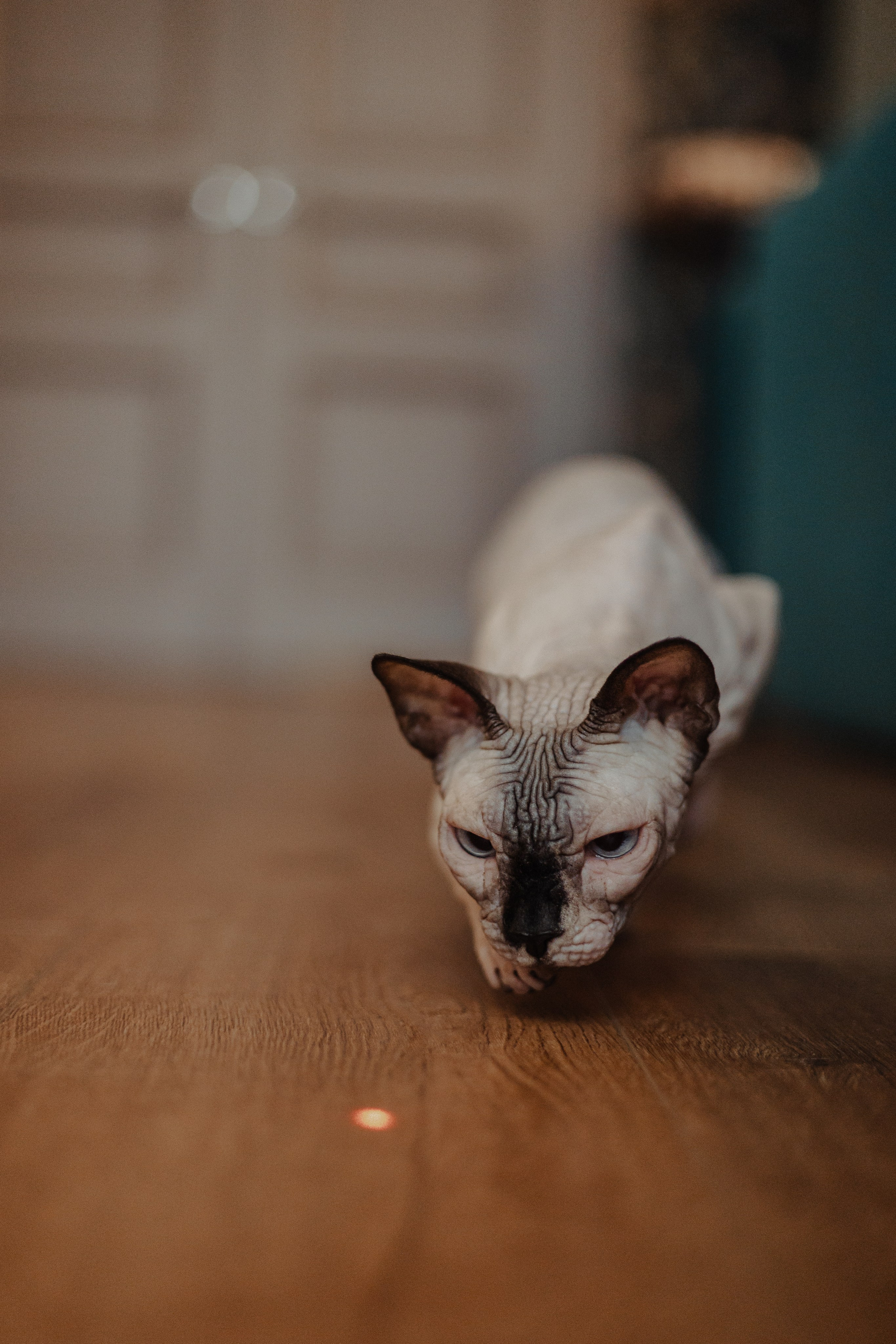 Алина, Илья и их хвосты. Фотограф Анималист Екатерина Справцева в Нижнем Новгороде