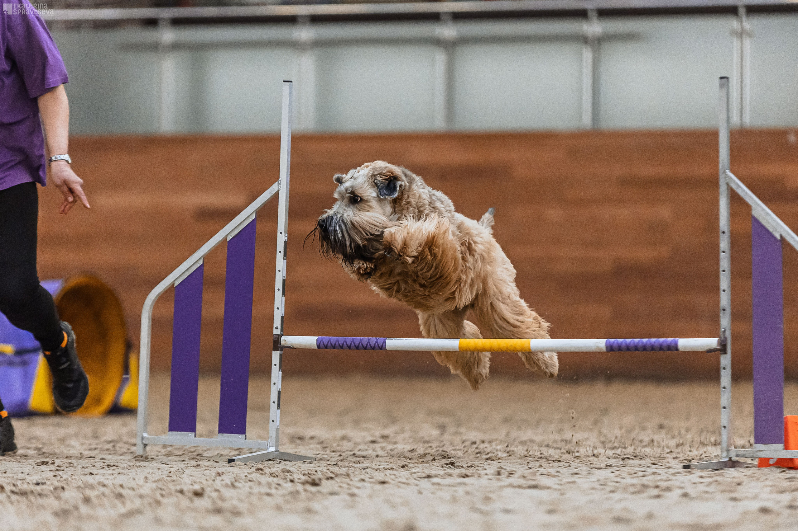 ЧРКФ Аджилити в Максима. Фотограф Анималист Екатерина Справцева в Нижнем Новгороде