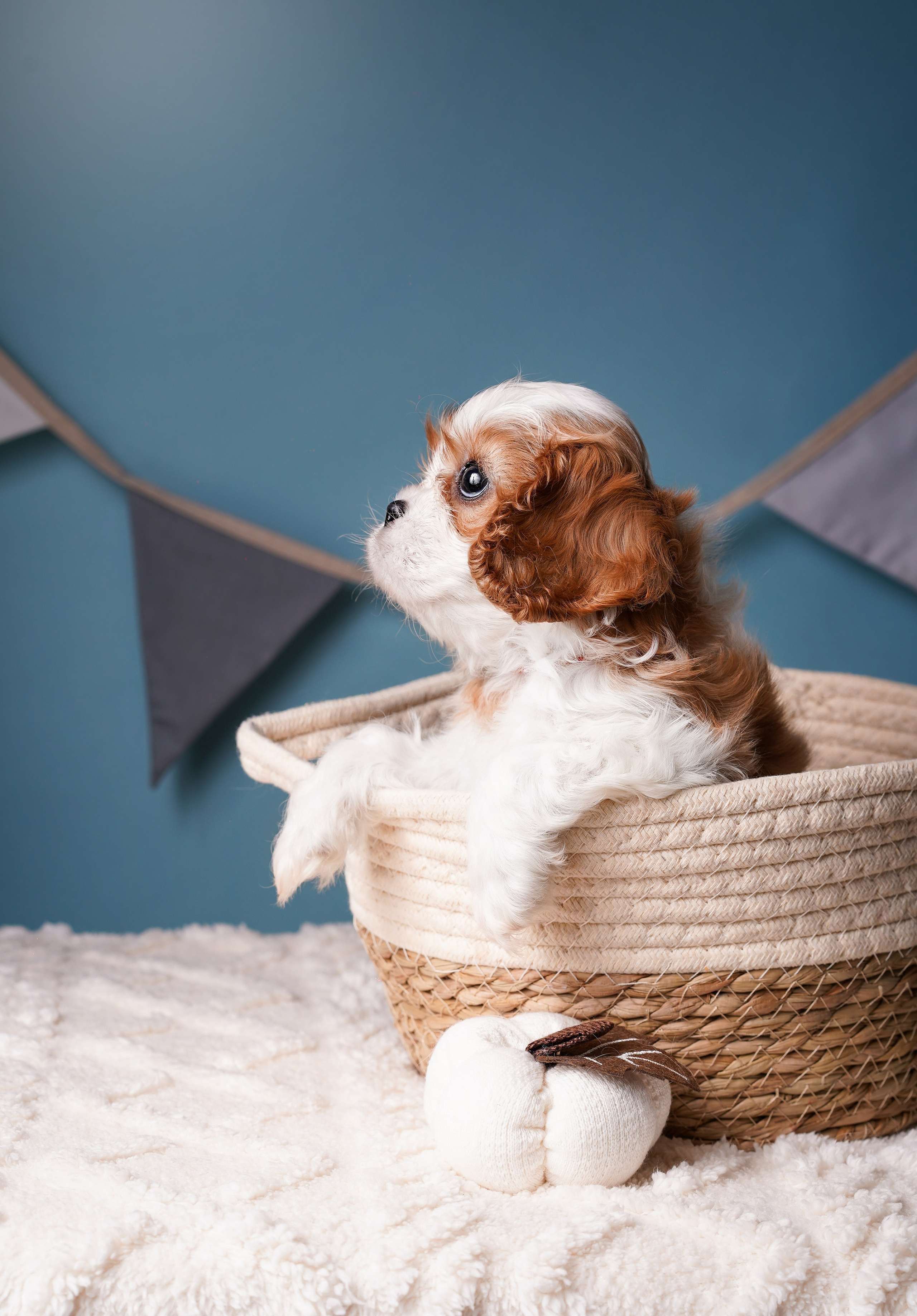 Щенки кавалера. Фотограф-анималист в Санкт-Петербурге Яна Мартынова