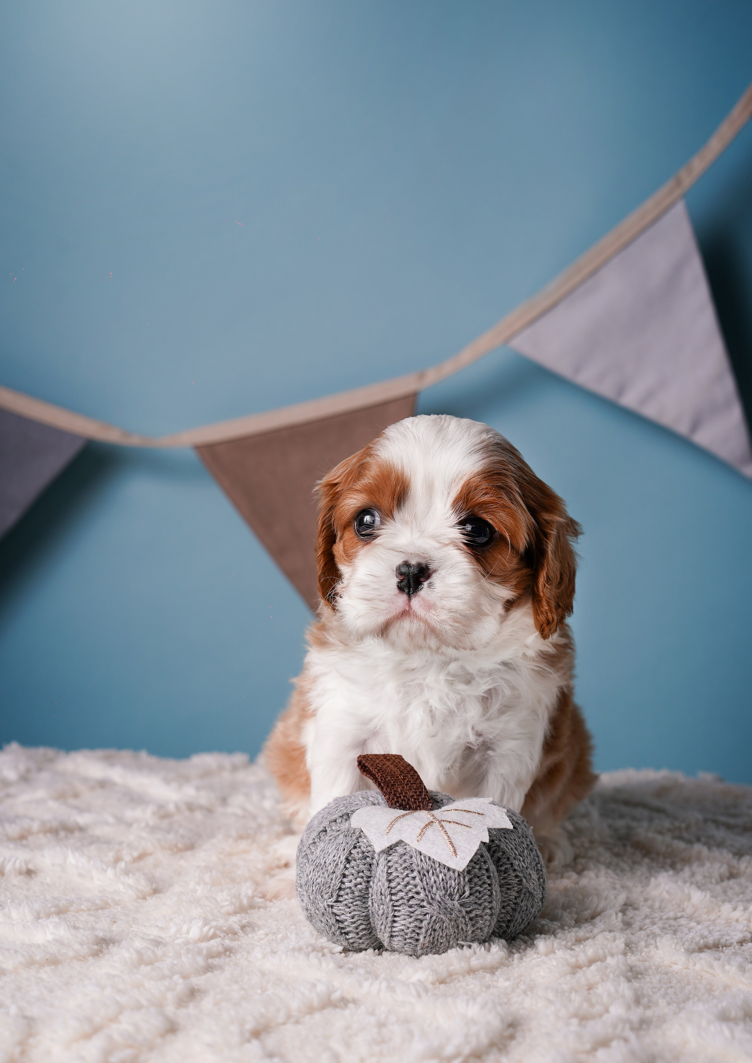 Щенки кавалера. Фотограф-анималист в Санкт-Петербурге Яна Мартынова