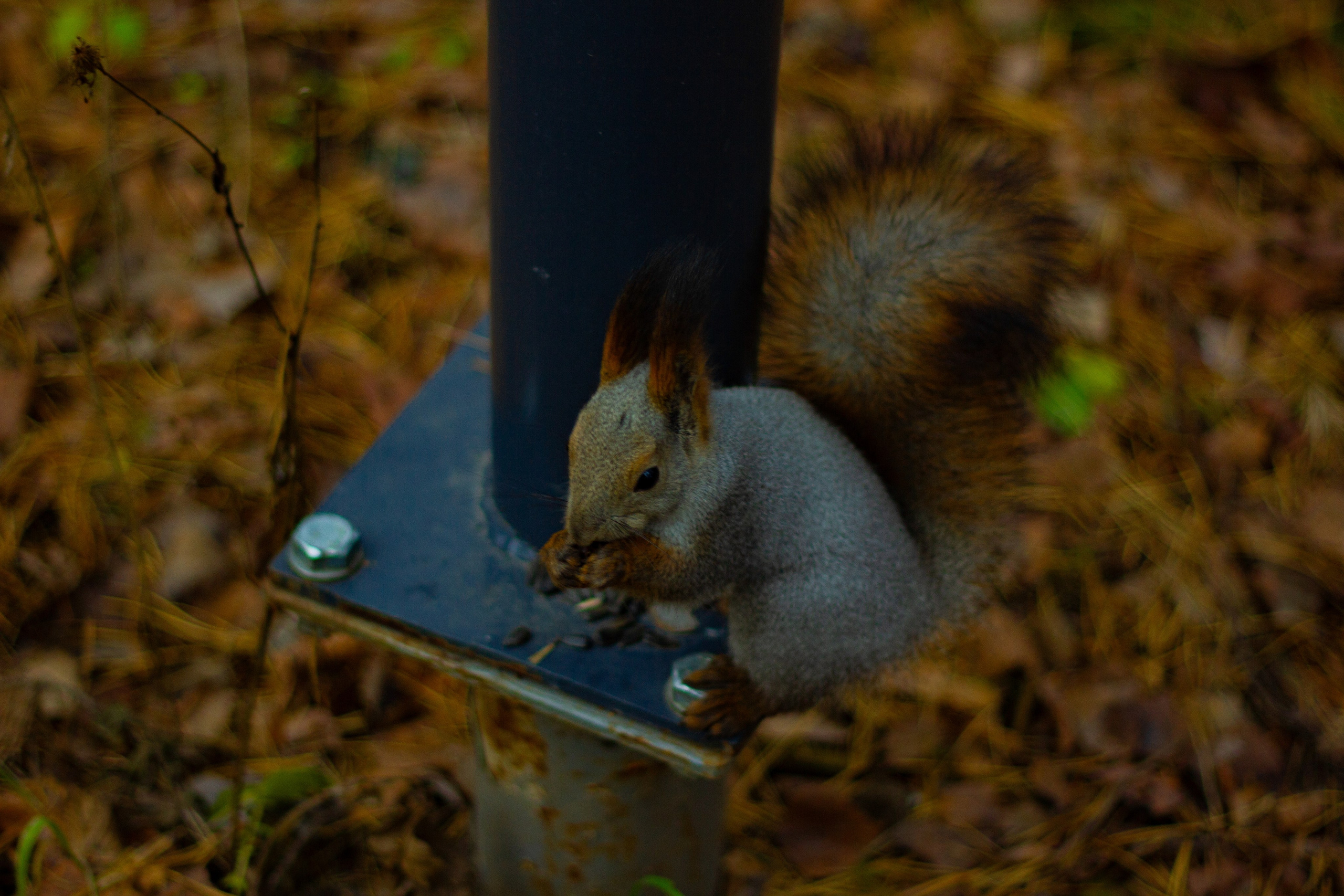 04.11.2024 | Сосновоборск. Kuznetsov | Фотограф в Красноярске