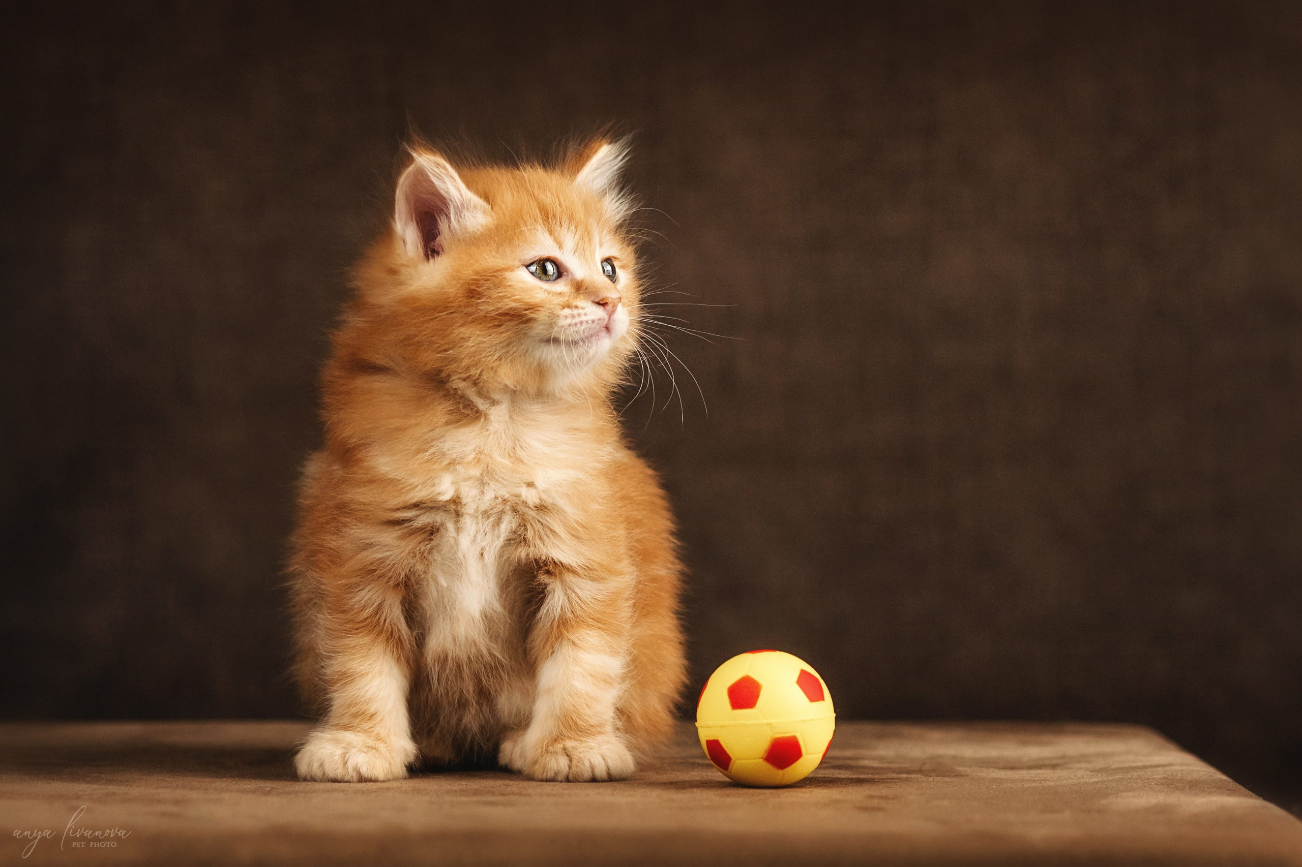 Курильские бобтейлы. Фотограф анималист Аня Ливанова | Рыбинск