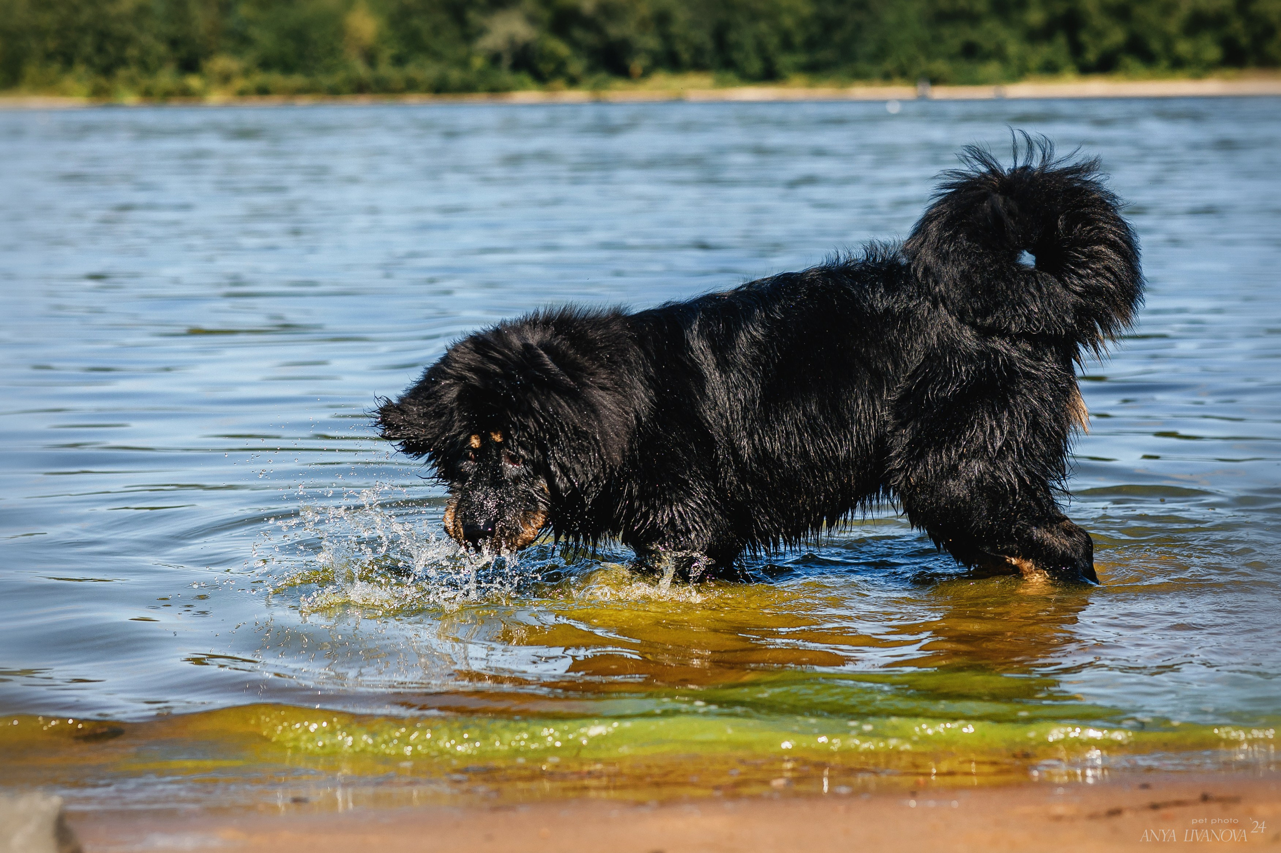 Адмирал. Фотограф анималист Аня Ливанова | Рыбинск
