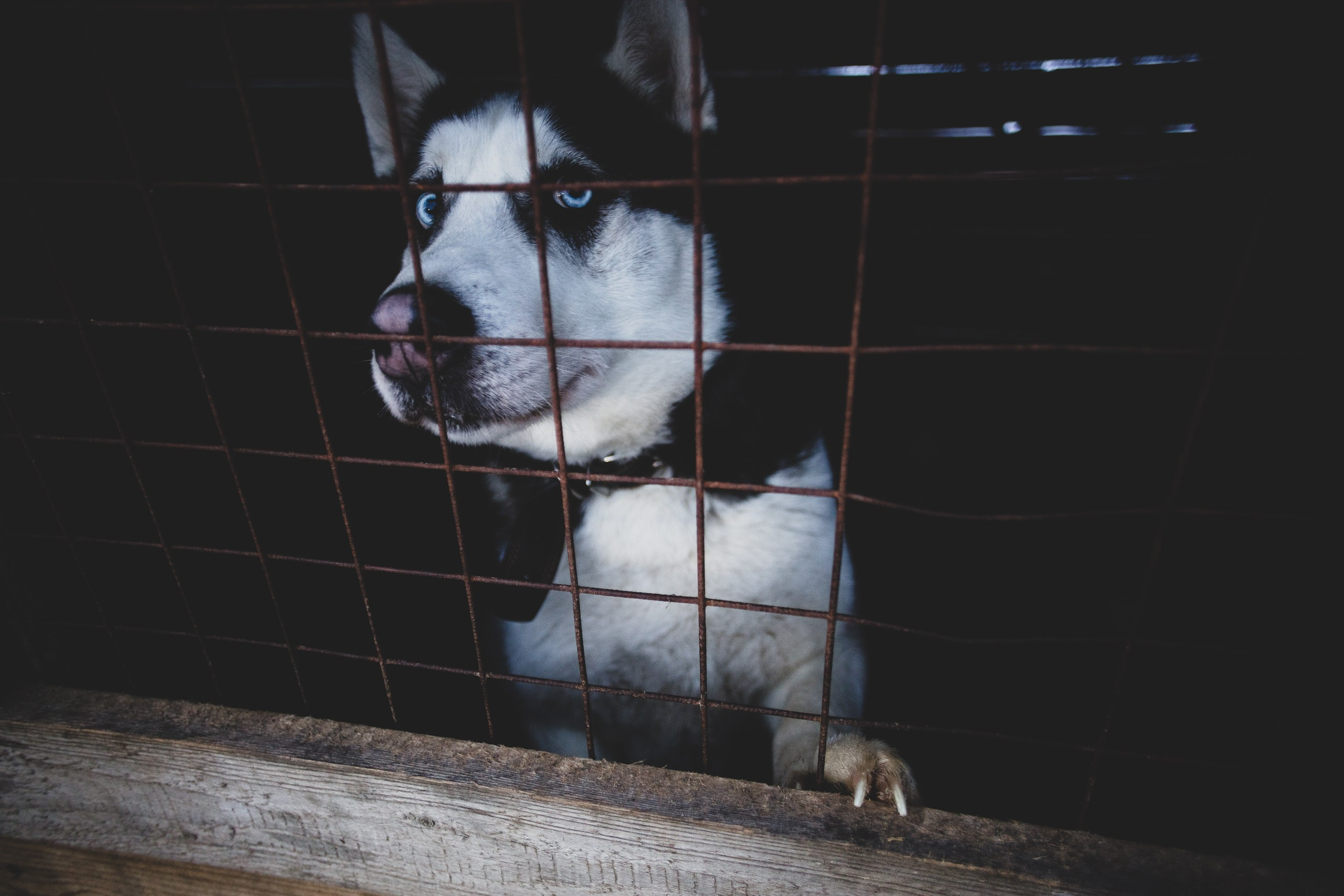 Фонд помощи: Husky_help_21. Фотография