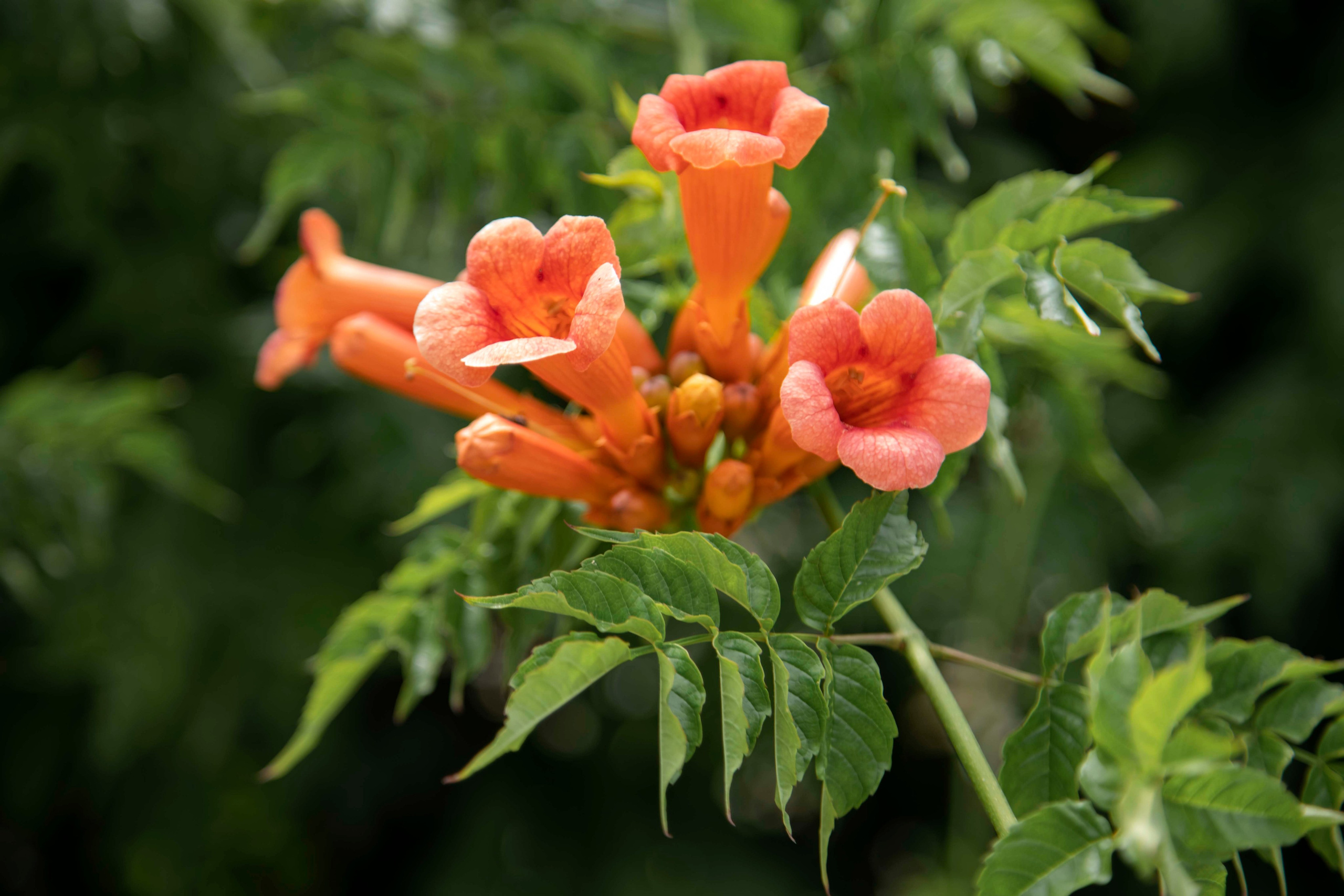 Lera. Семейный и детский фотограф в Санкт-Петербург. Natalia Fadel