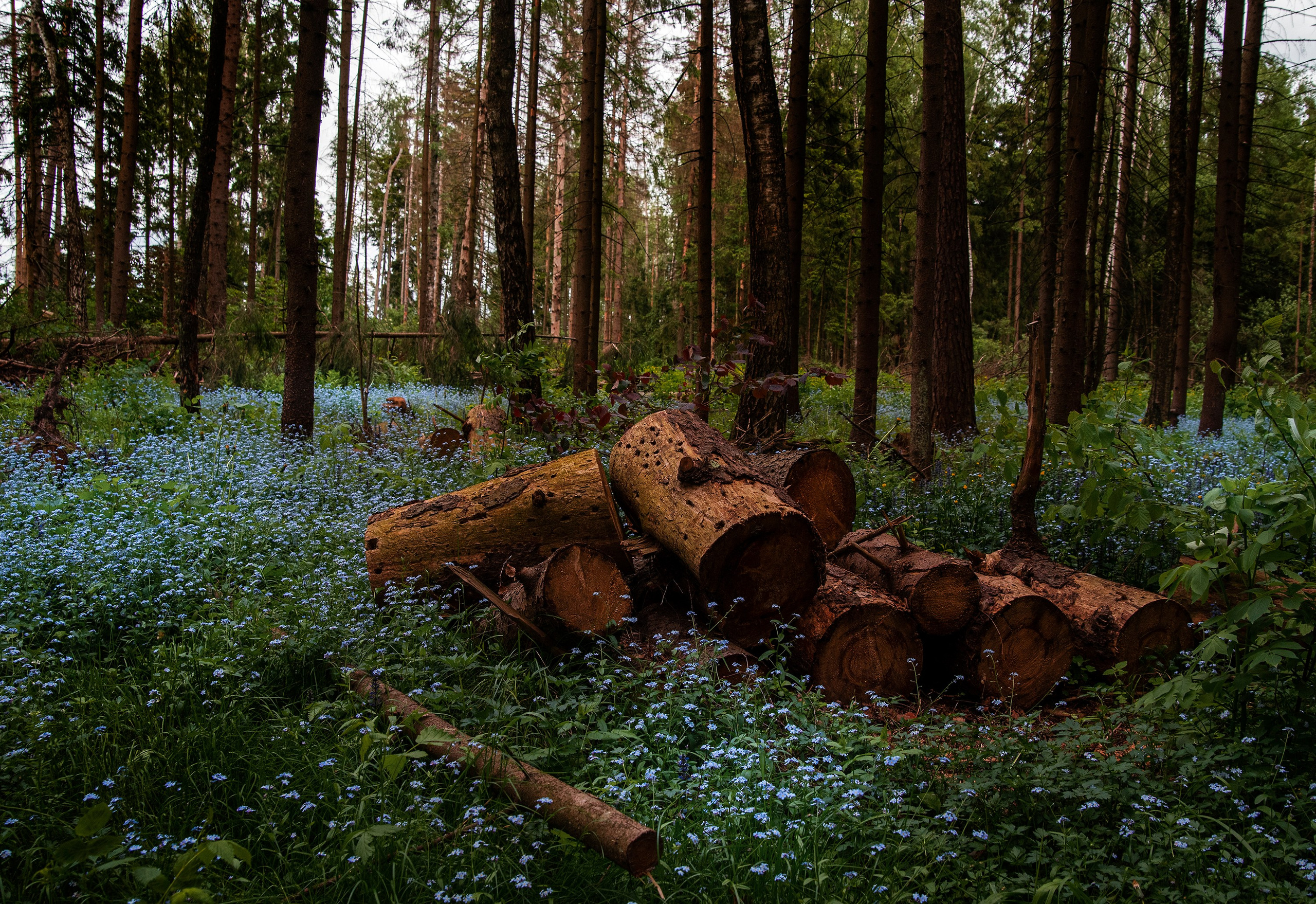 Goblincore, природа, фэнтези, нечисть, лес, гоблинкор, эльфы, фотосессии, костюмированные