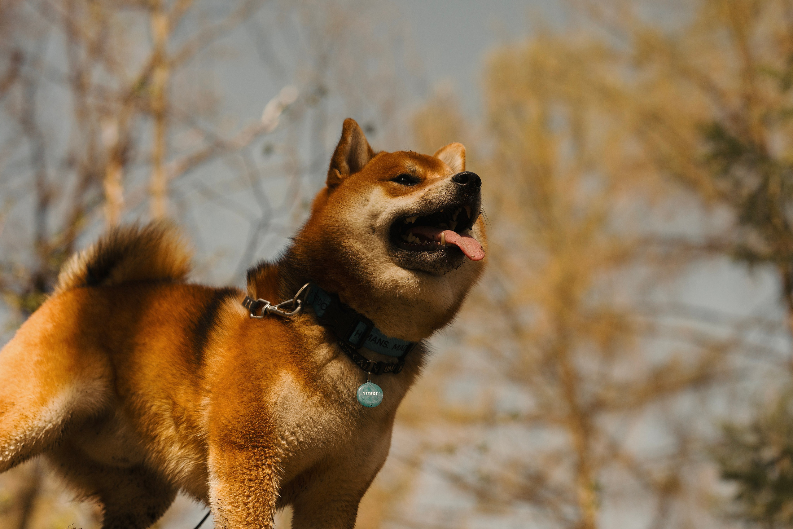 Юнки. Фотограф- анималист Александра Матвеева