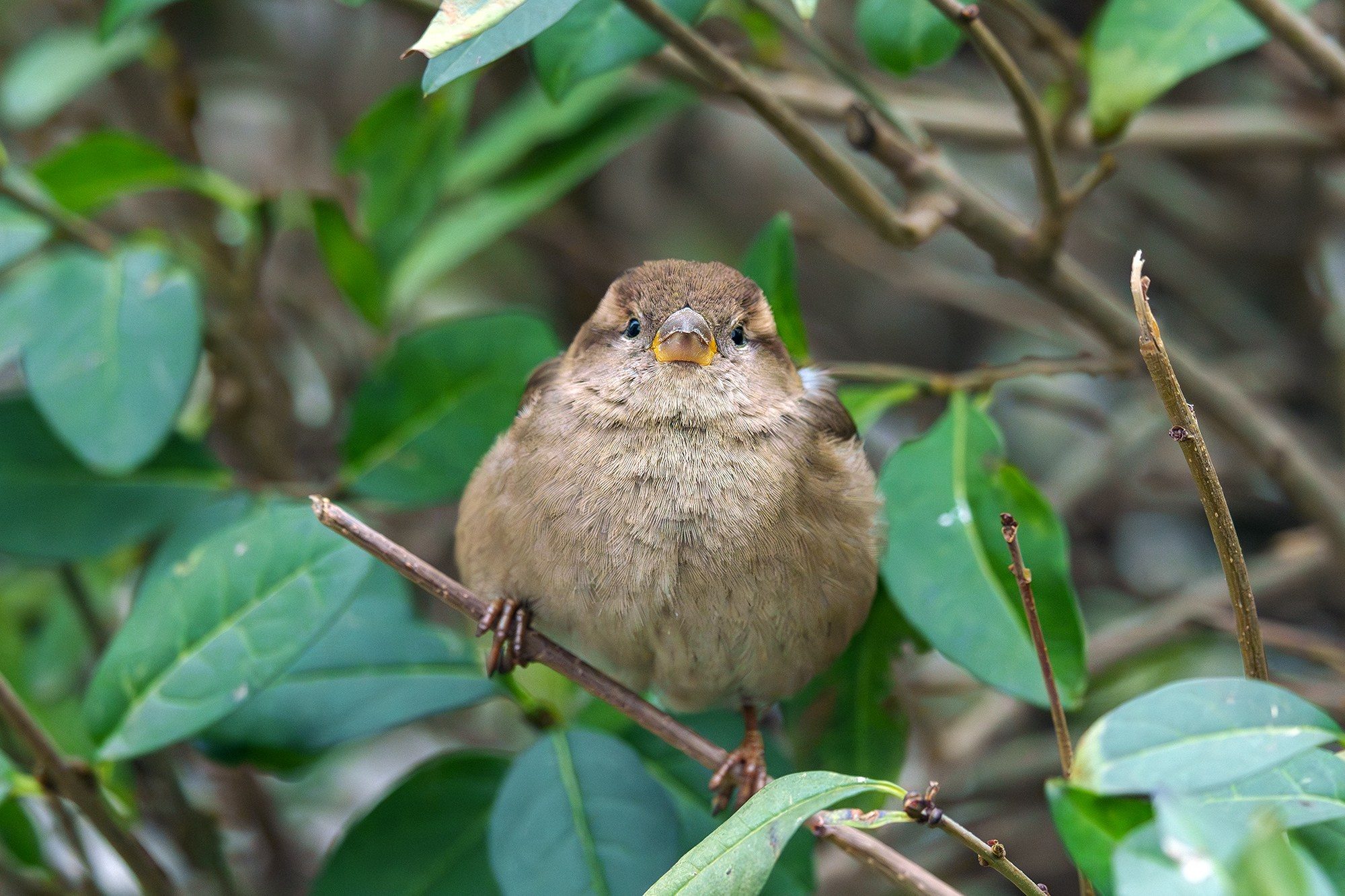 Удивительные мир птиц. Вокруг нас столько прекрасного — присмотритесь!. Ваш личный фотограф Марина Волкова