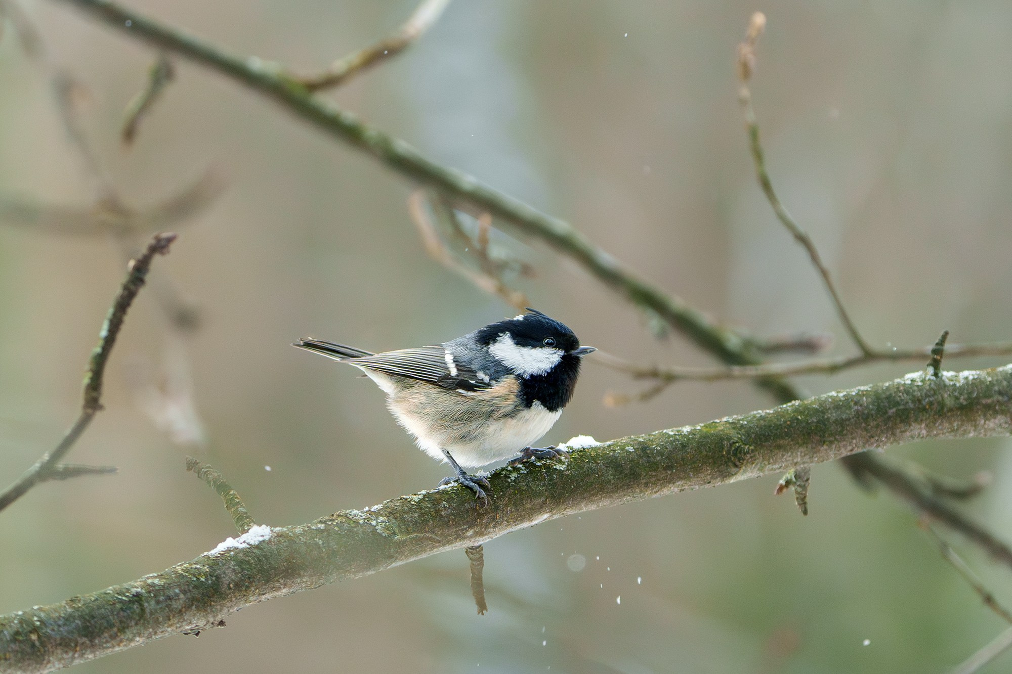 Удивительные мир птиц. Вокруг нас столько прекрасного — присмотритесь!. Ваш личный фотограф Марина Волкова