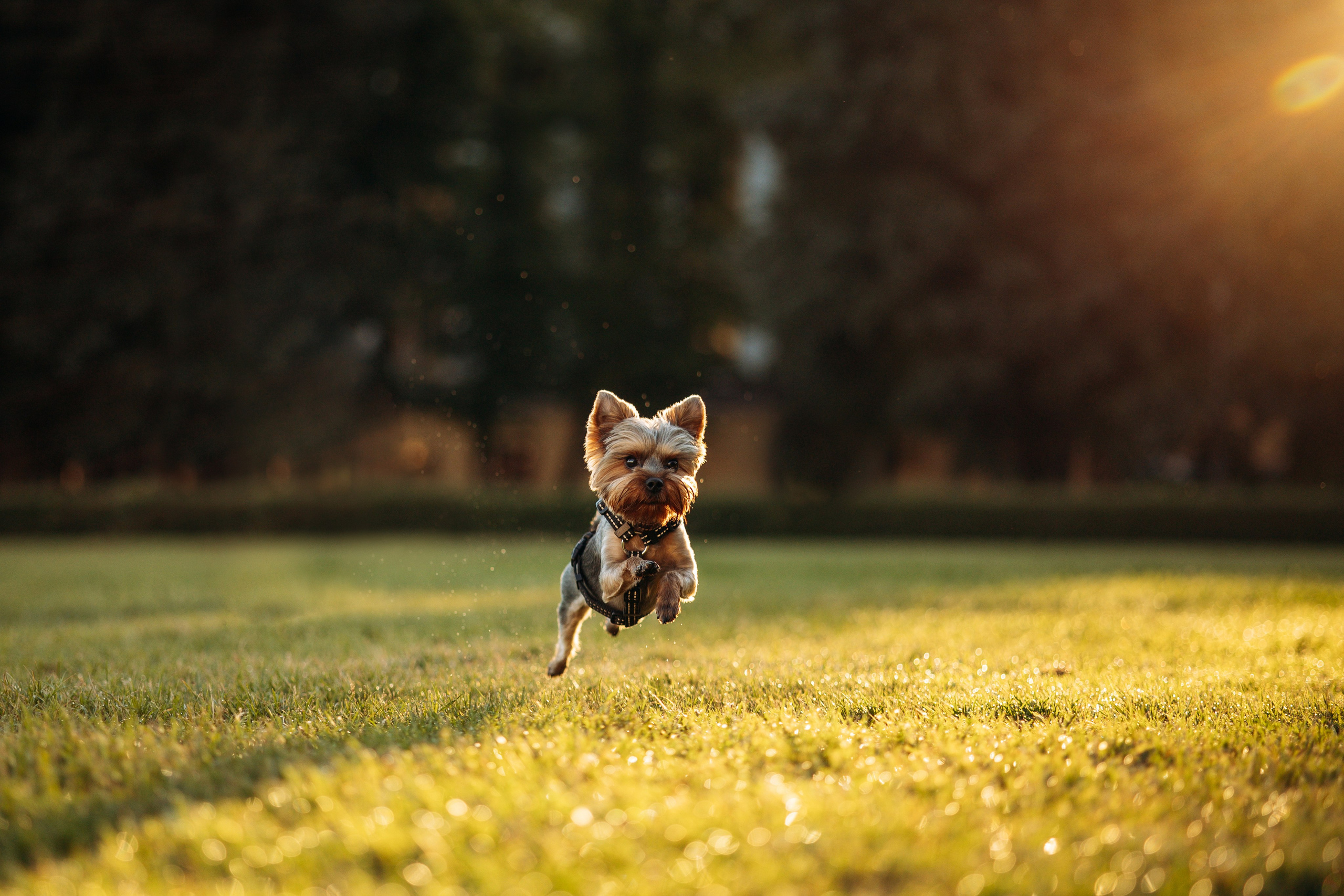 Филя и его семья. Фотограф — Анималист | Санкт-Петербург