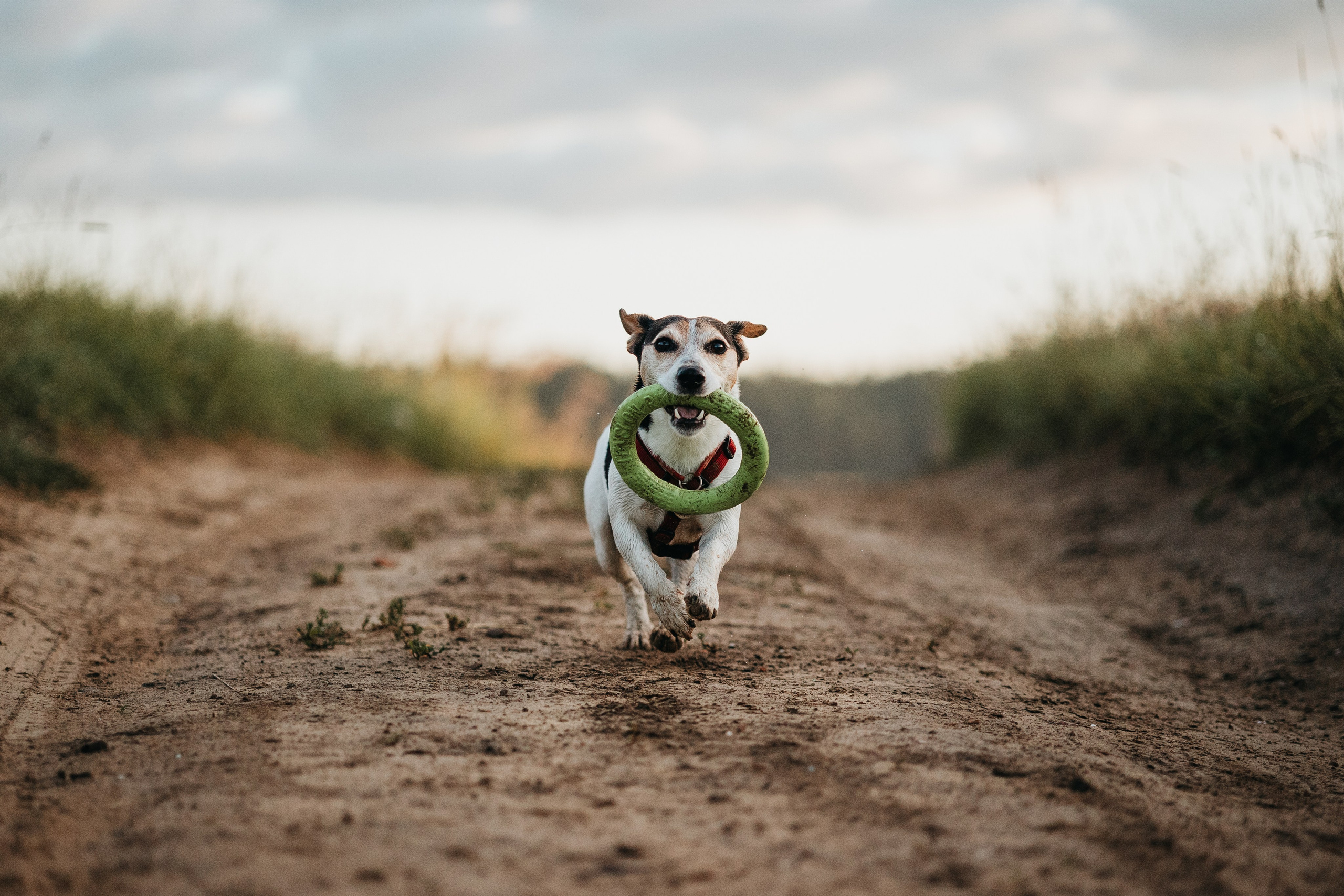 Маша и Персик. Фотограф — Анималист | Санкт-Петербург