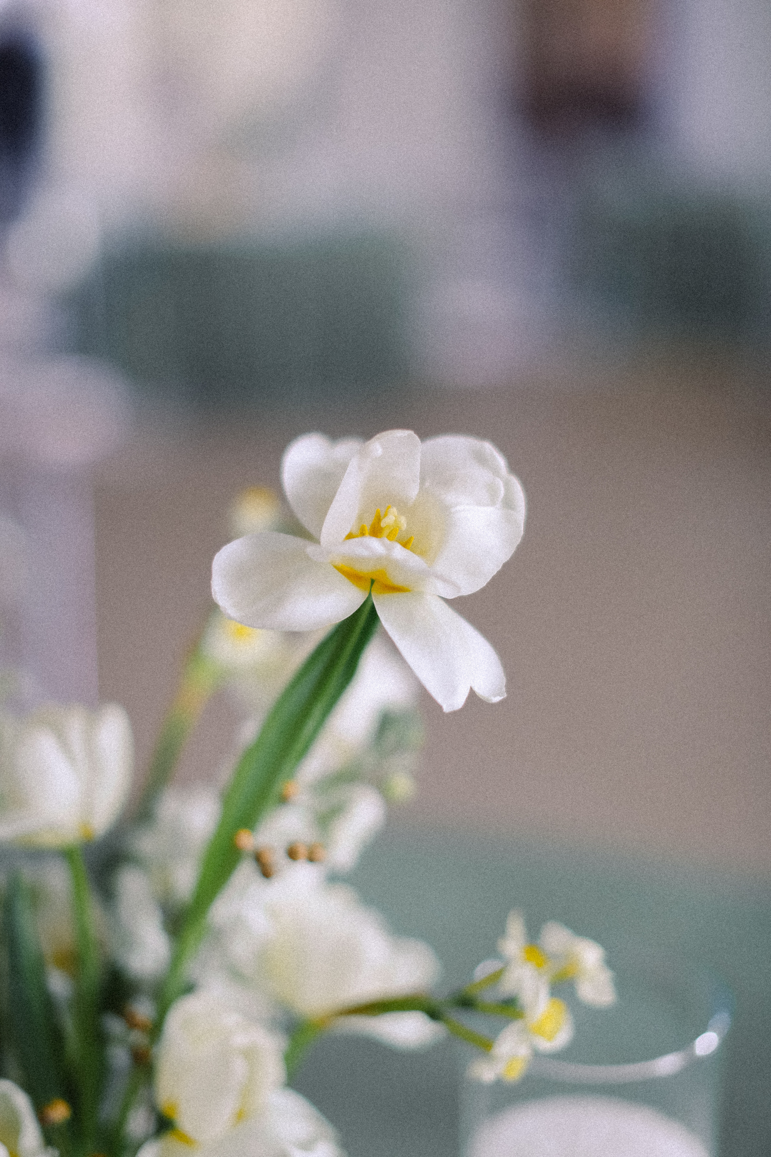 Алёна и Виталий (Организация: Свадебное агентство «ONE LOVE»). Катерина Макиева