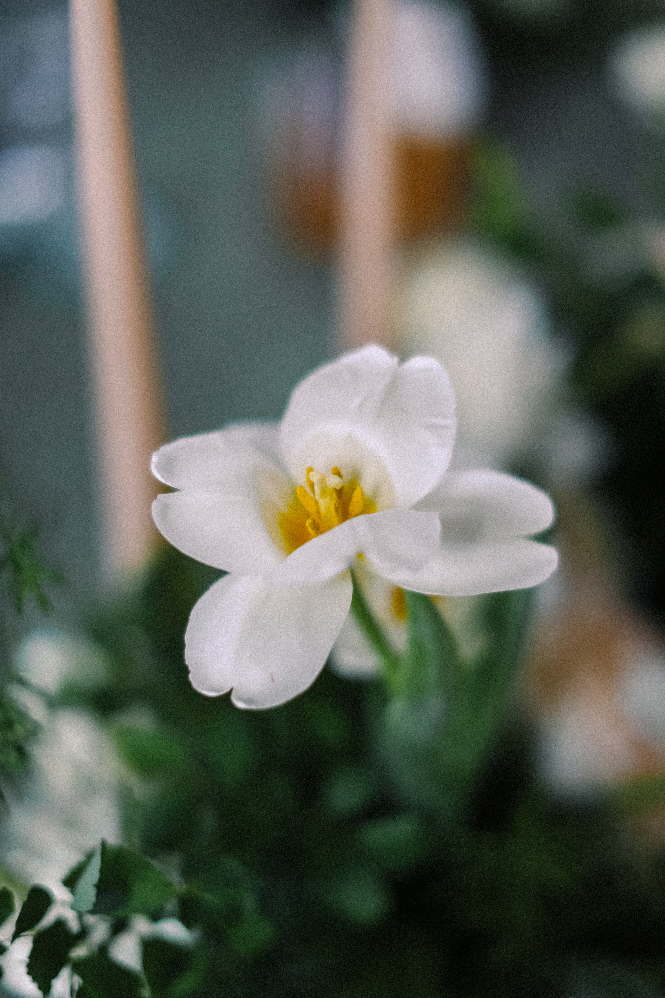 Алёна и Виталий (Организация: Свадебное агентство «ONE LOVE»). Катерина Макиева