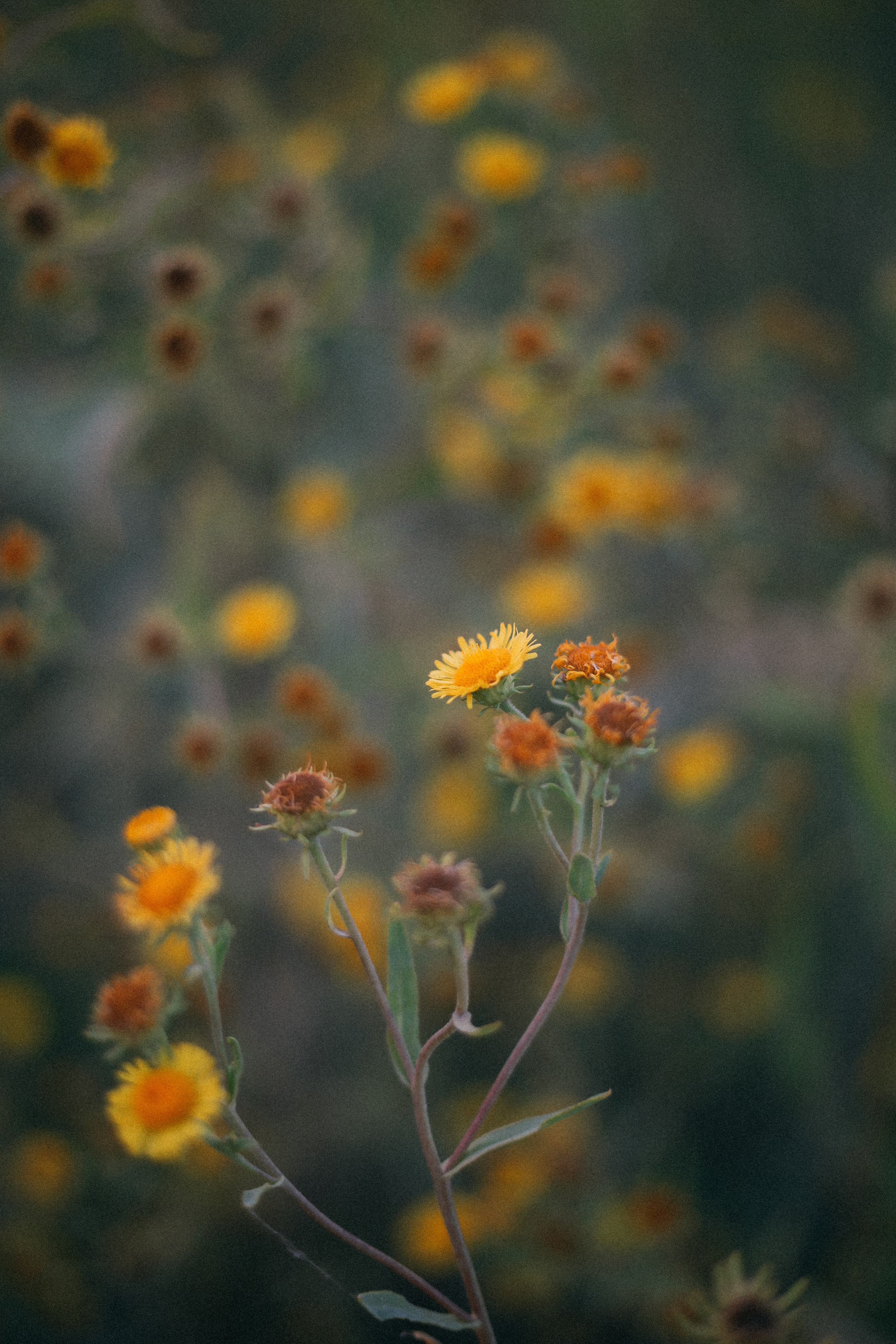Аня и Егор. Катерина Макиева