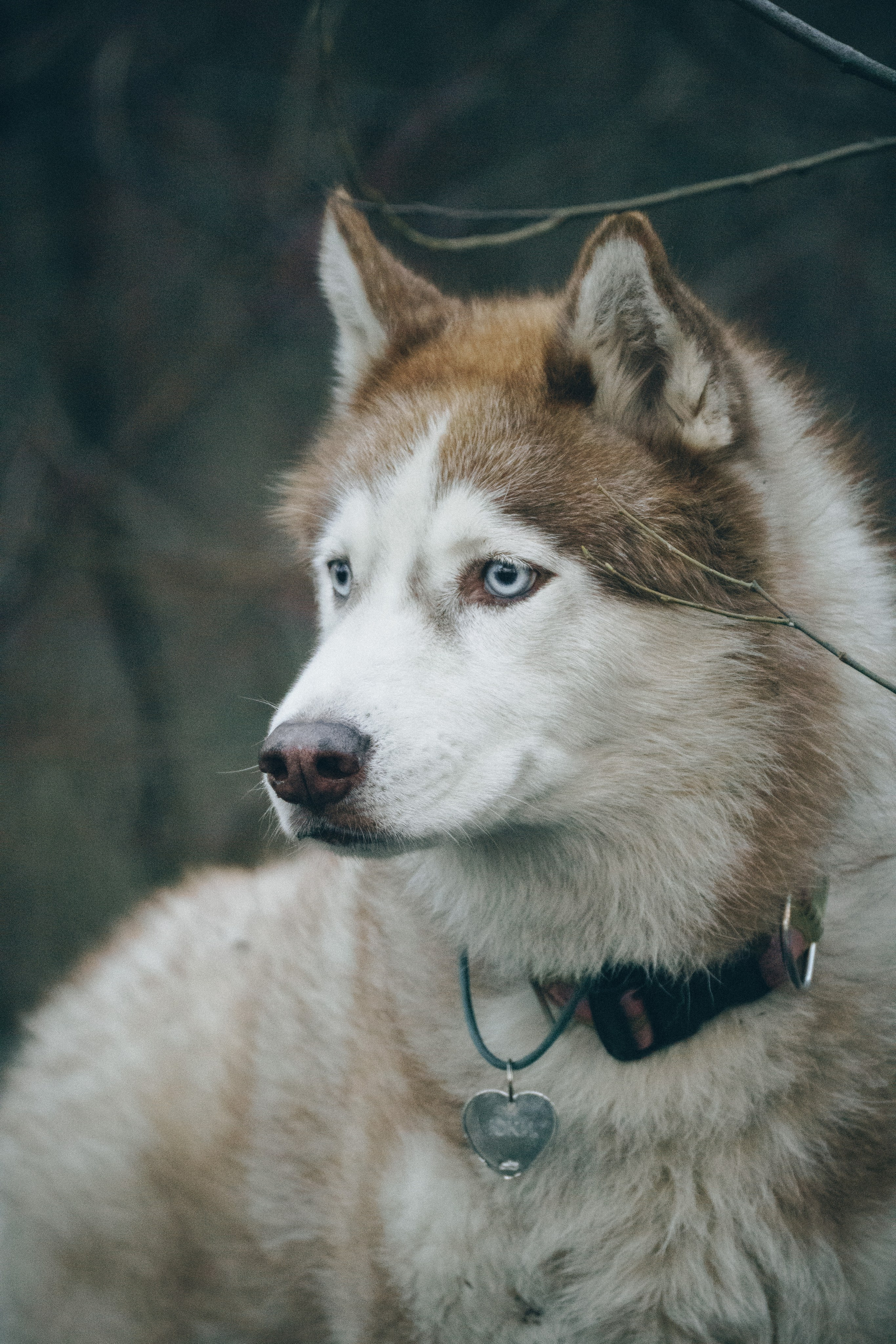 Ваши фотографии. Фотограф анималист Осипчикова Мария