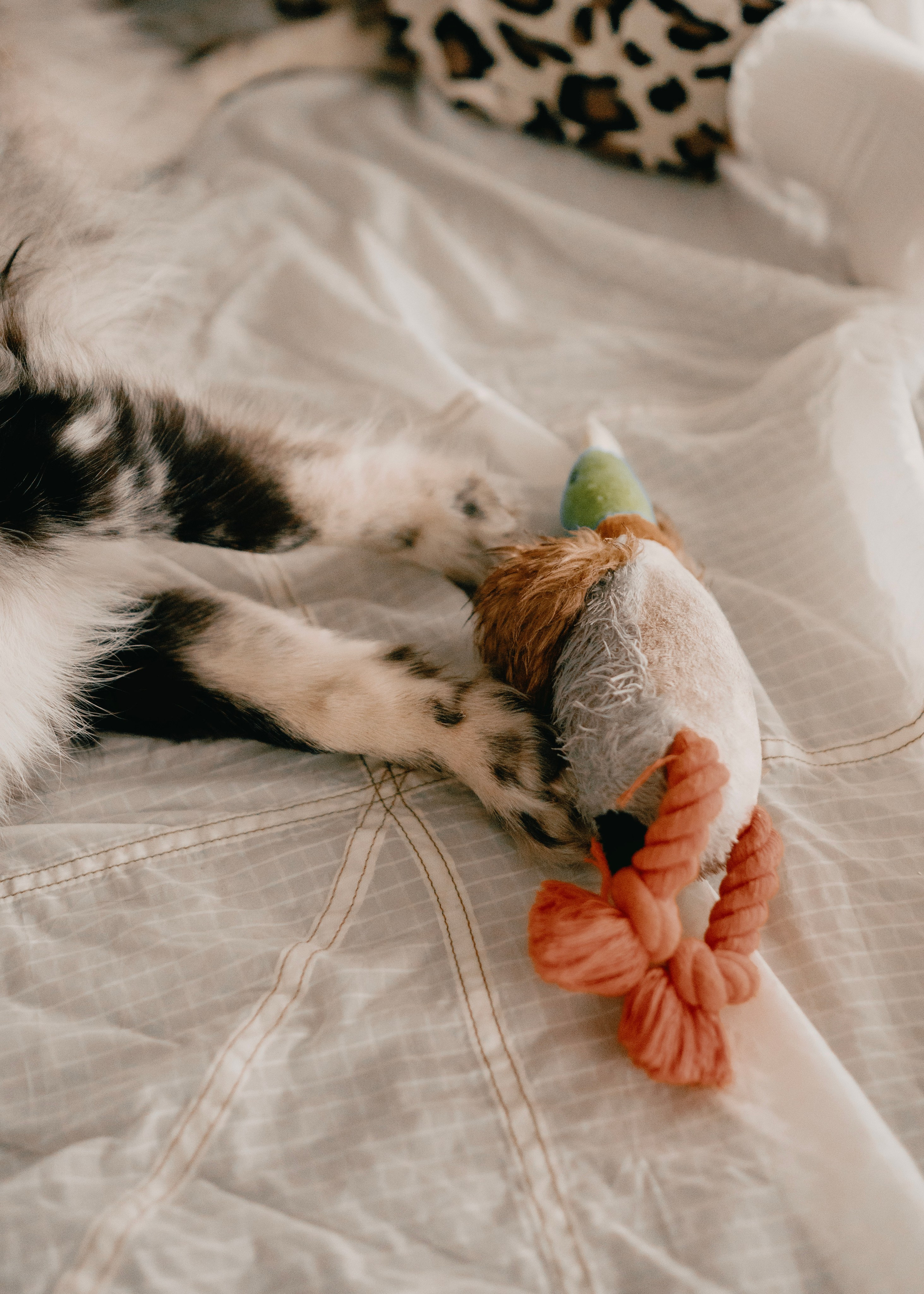 Бублик. Фотограф- анималист Александра Матвеева