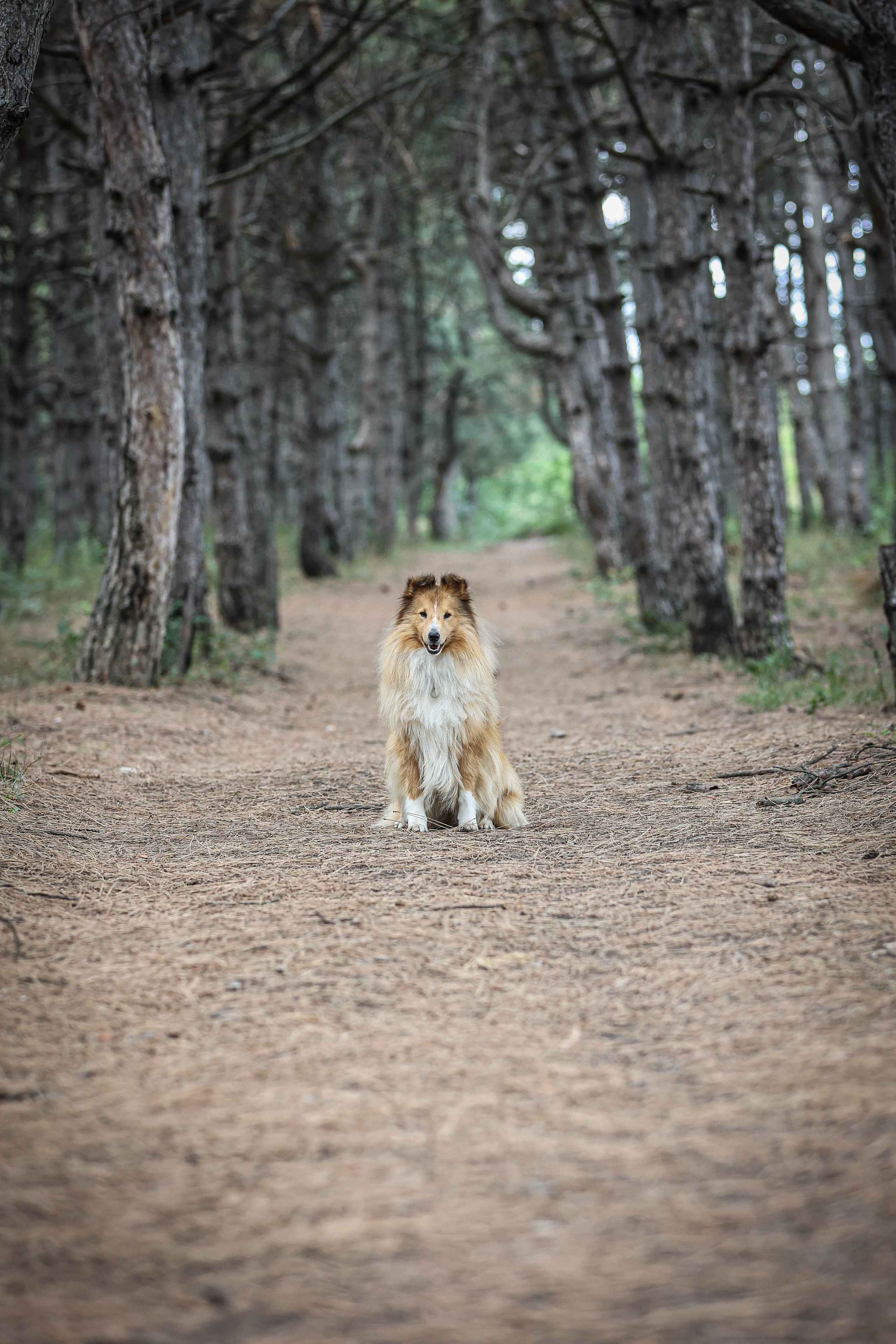 САРОЧКА В ЛЕСУ. Фотограф-АниМалист Анна Абрамова