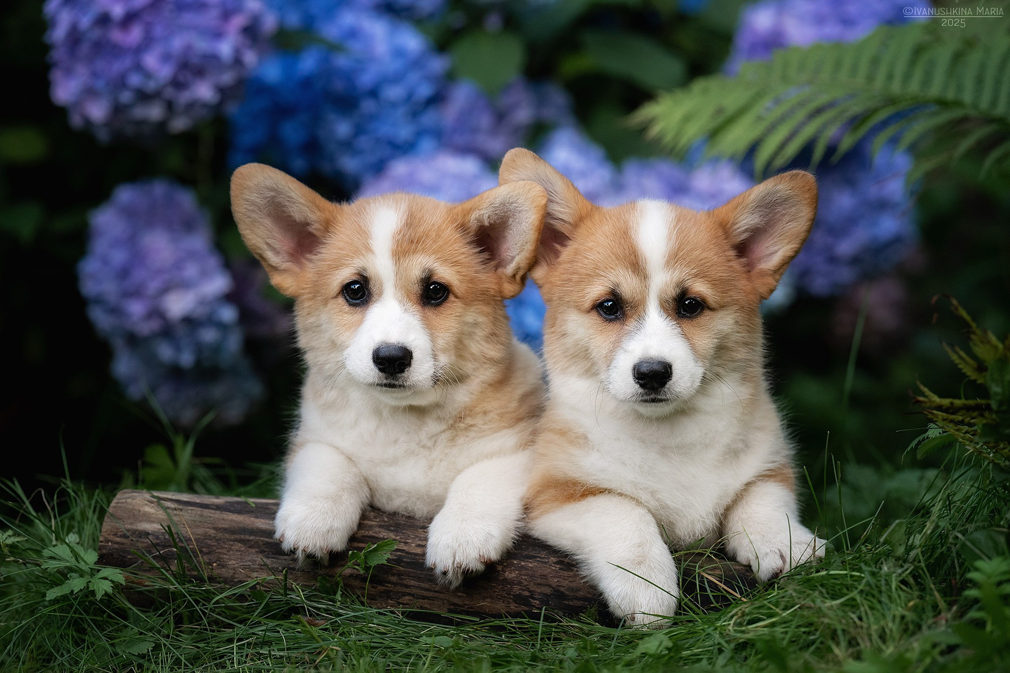 Фотосессия щенков на продажу. Фотограф собак в Москве и Московской области Иванушкина Мария