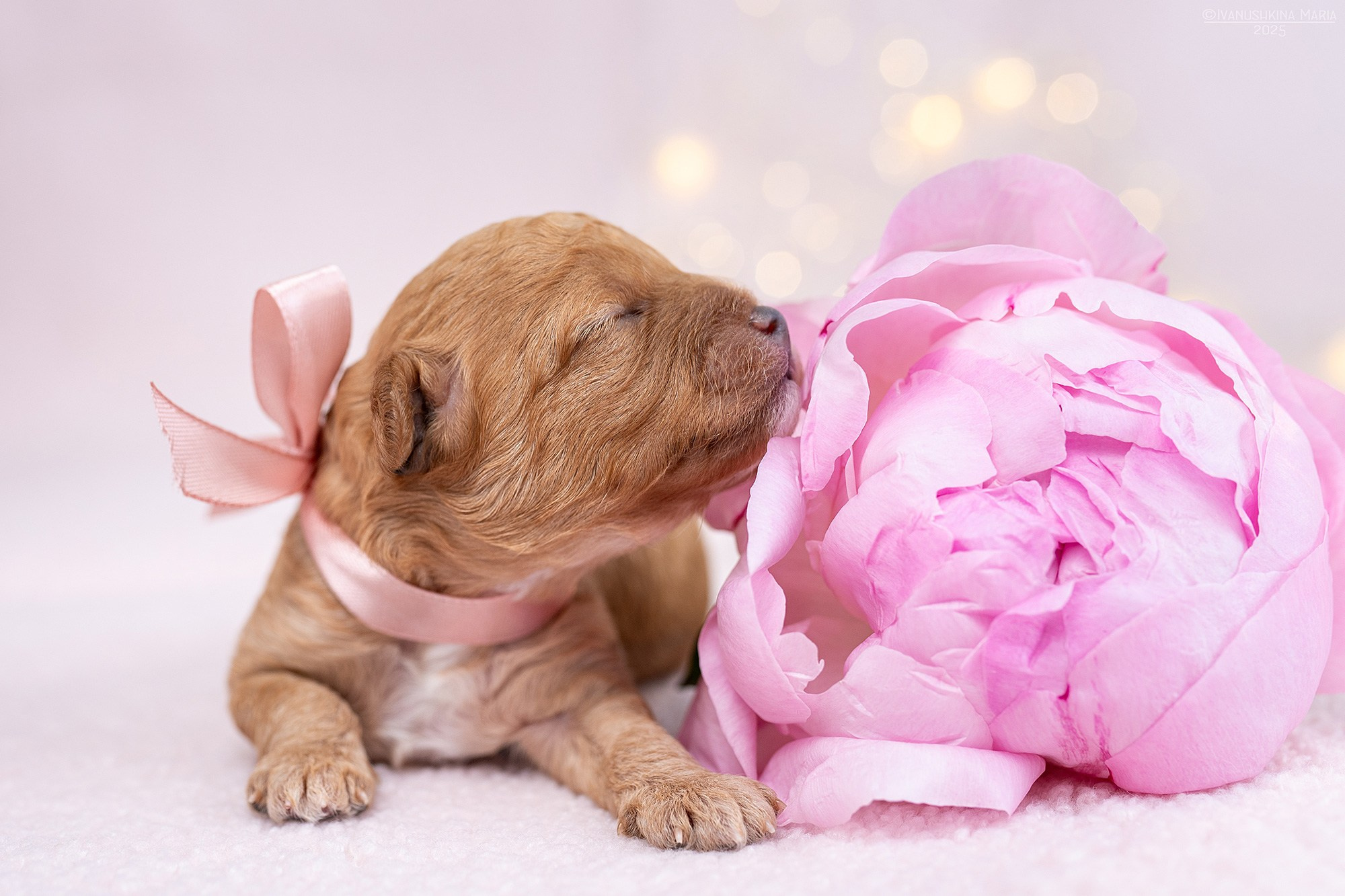 Ньюборн фотосессия щенков. Фотограф собак в Москве и Московской области Иванушкина Мария