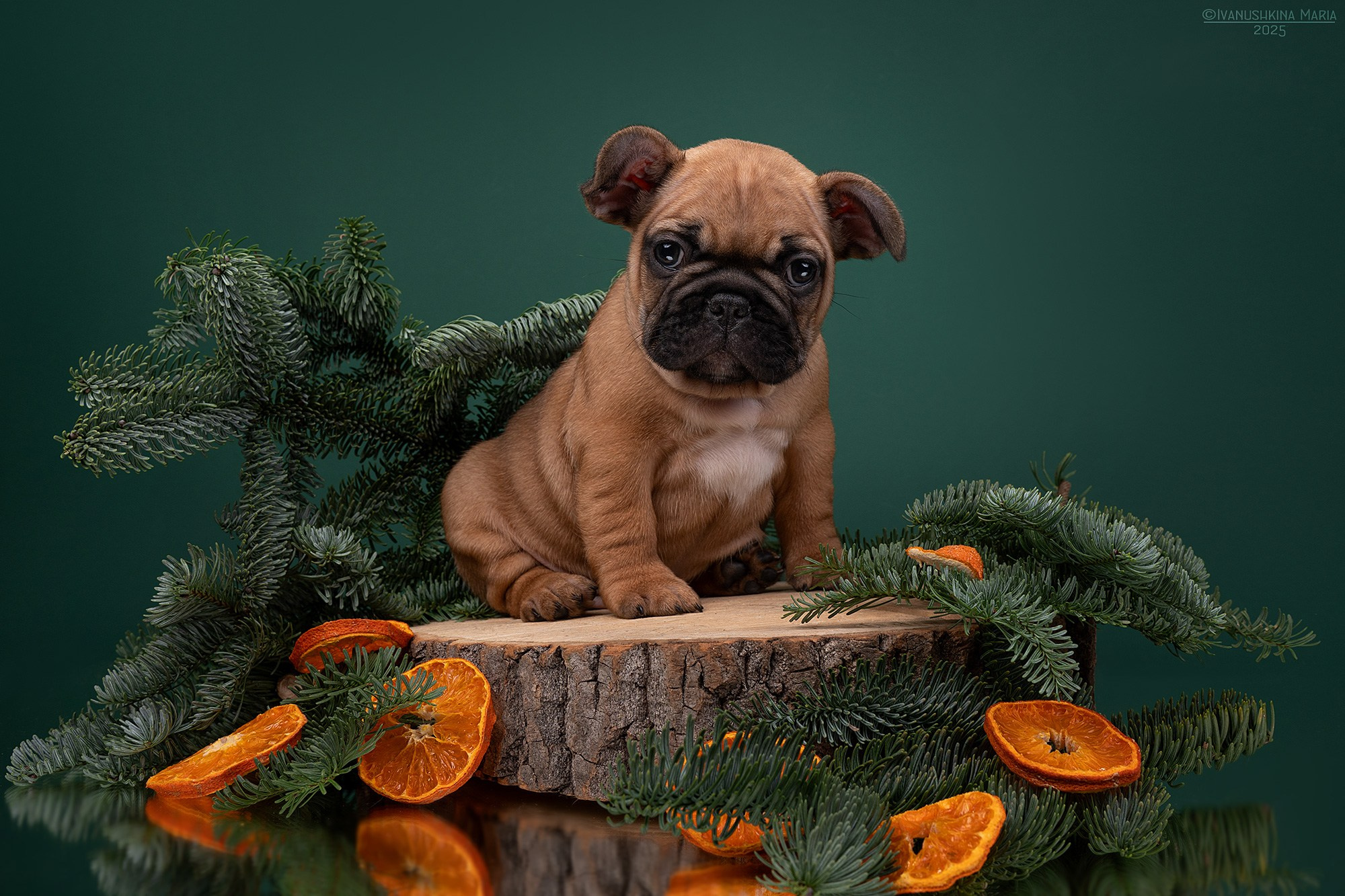 Фотосессия щенков на фонах. Фотограф собак в Москве и Московской области Иванушкина Мария