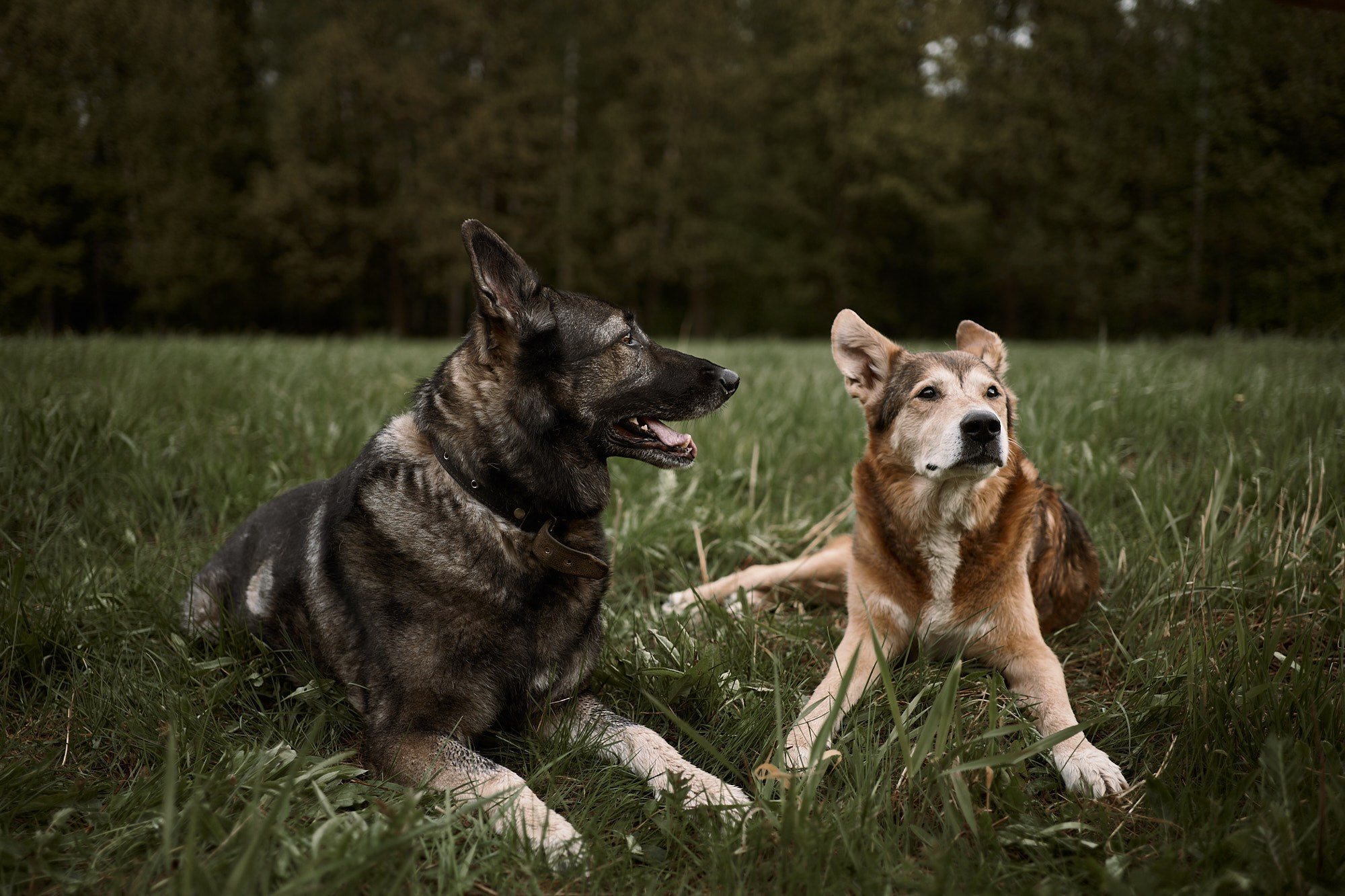Дима, Рыжий и Воля. Фотограф анималист Москва Дарья