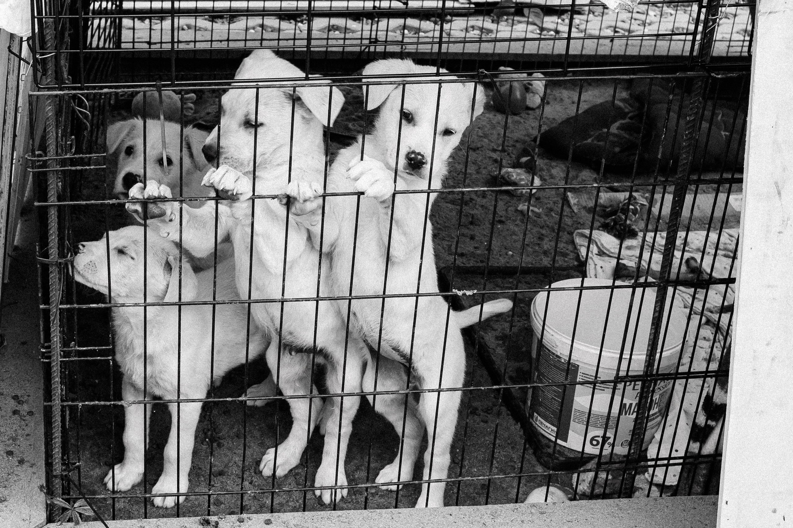 Шанс на жизнь (Животные пострадавшие в Туапсе). Фотограф Денис Труштин | dentrushtin
