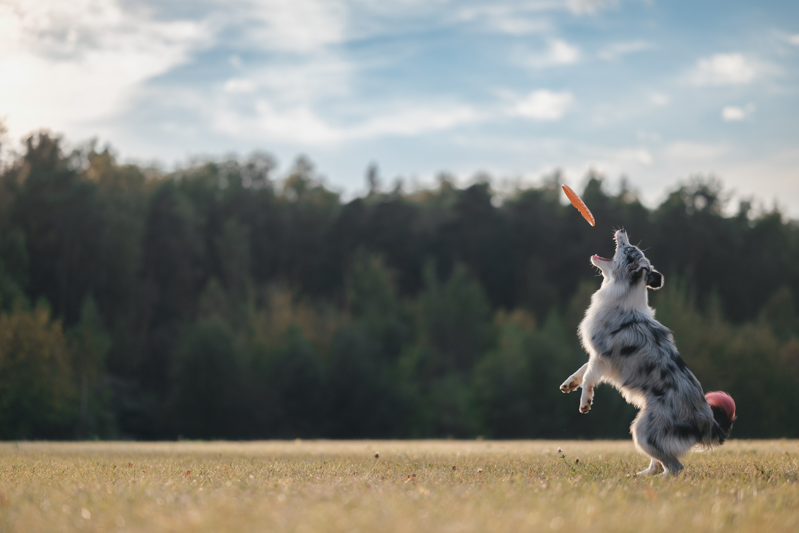 Бордерколли и фрисби. Фотограф Анималист в Москве Анастасия Жучкова