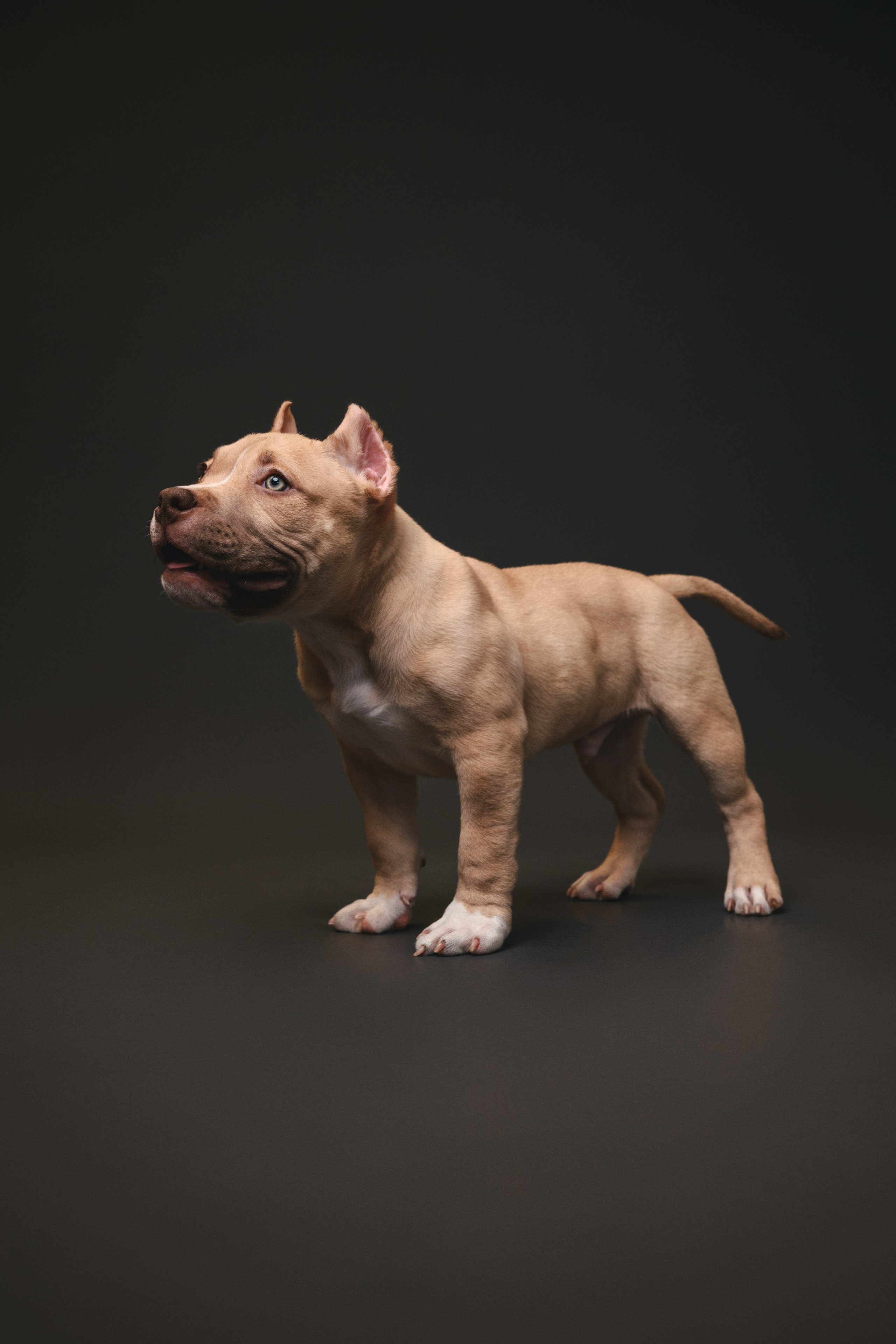 Булли. Фотограф Анималист в Москве Анастасия Жучкова