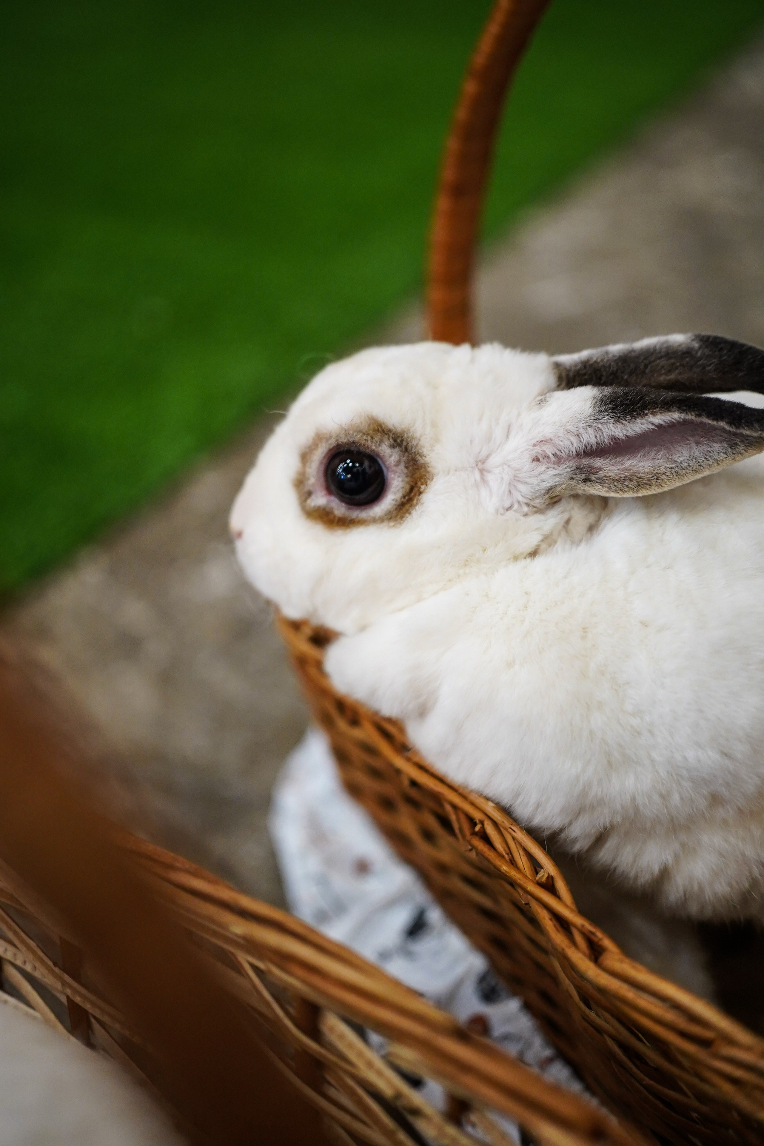 День Рождения Алиса в стране чудес. Фотограф